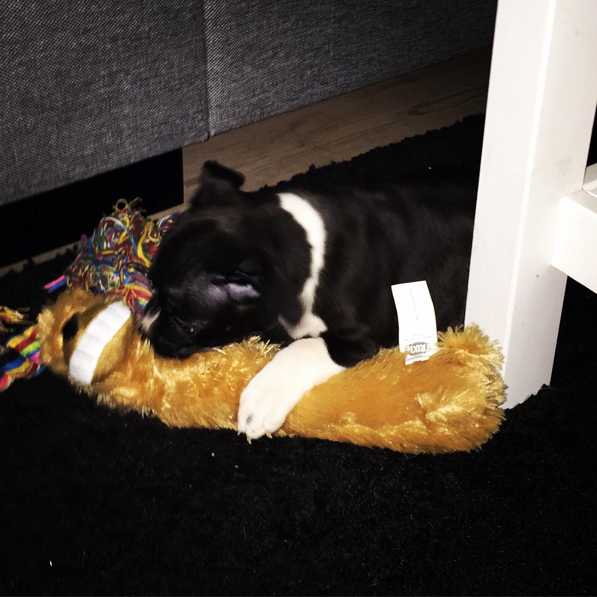 Staffordshire bull terrier Karla billede 11