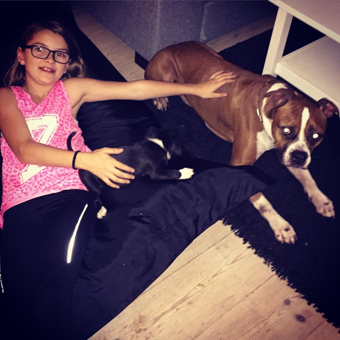 Staffordshire bull terrier Karla billede 13