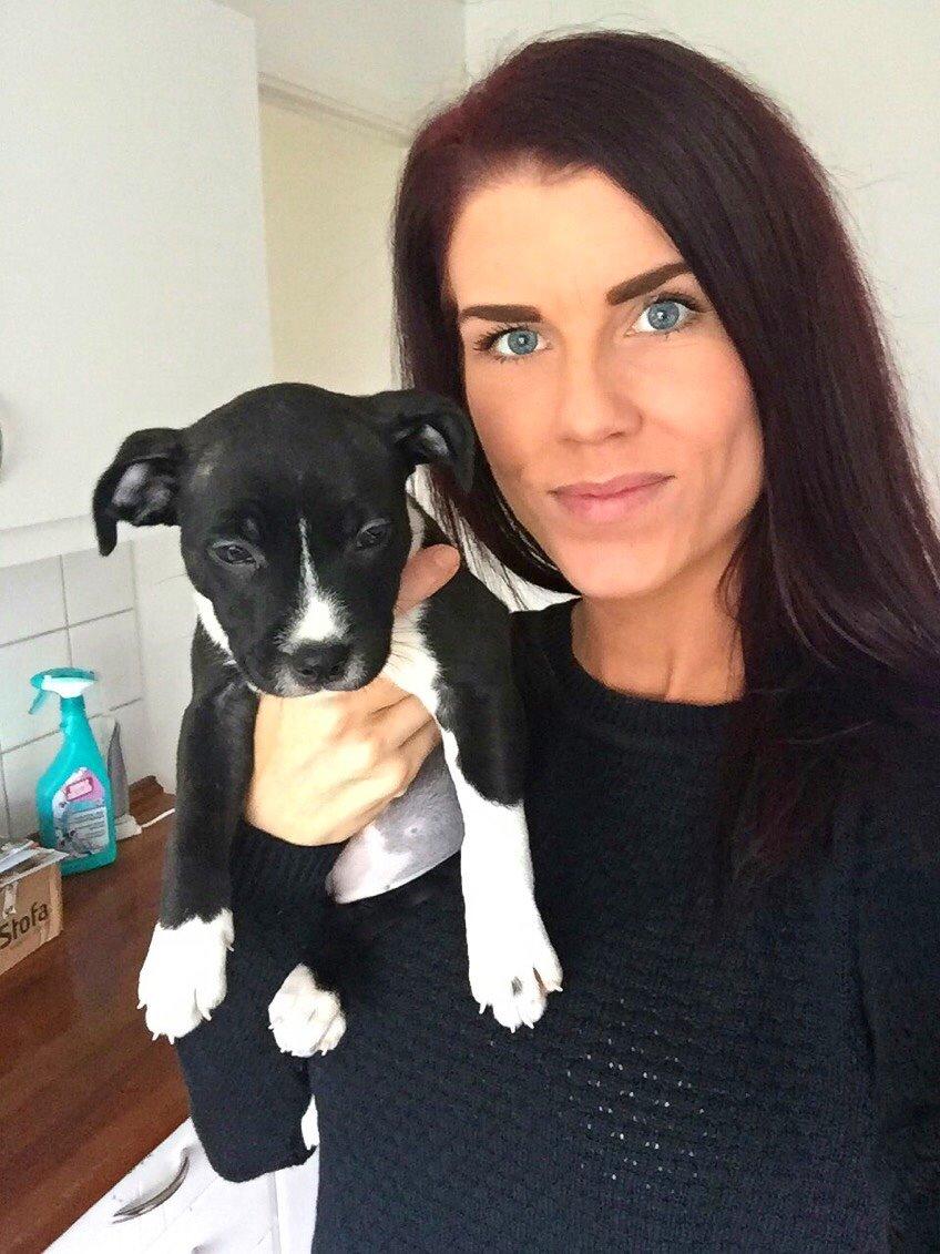 Staffordshire bull terrier Karla billede 14