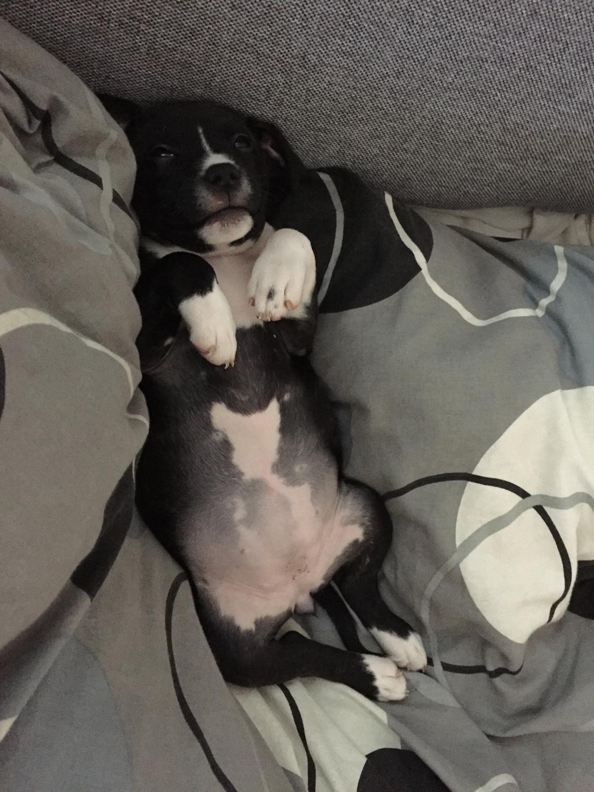 Staffordshire bull terrier Karla billede 17