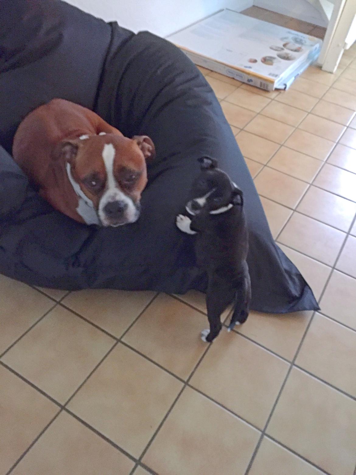 Staffordshire bull terrier Karla billede 18