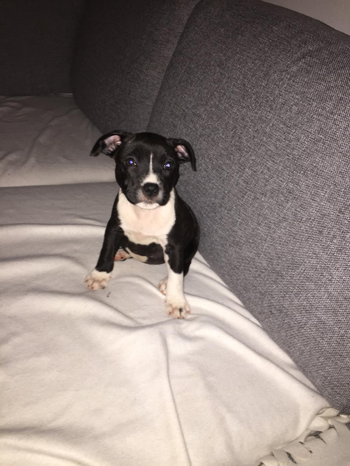 Staffordshire bull terrier Karla billede 15