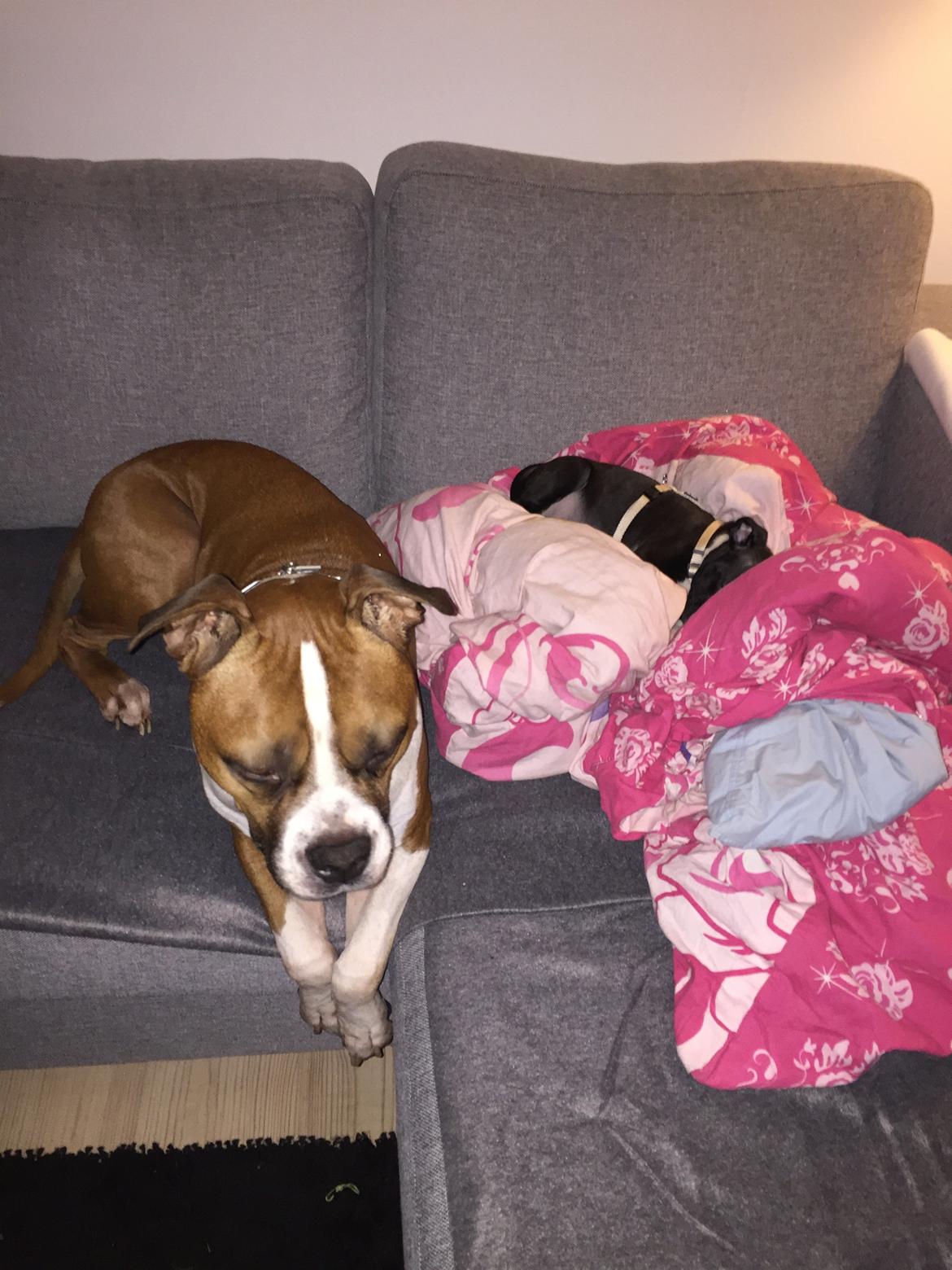 Staffordshire bull terrier Karla billede 23