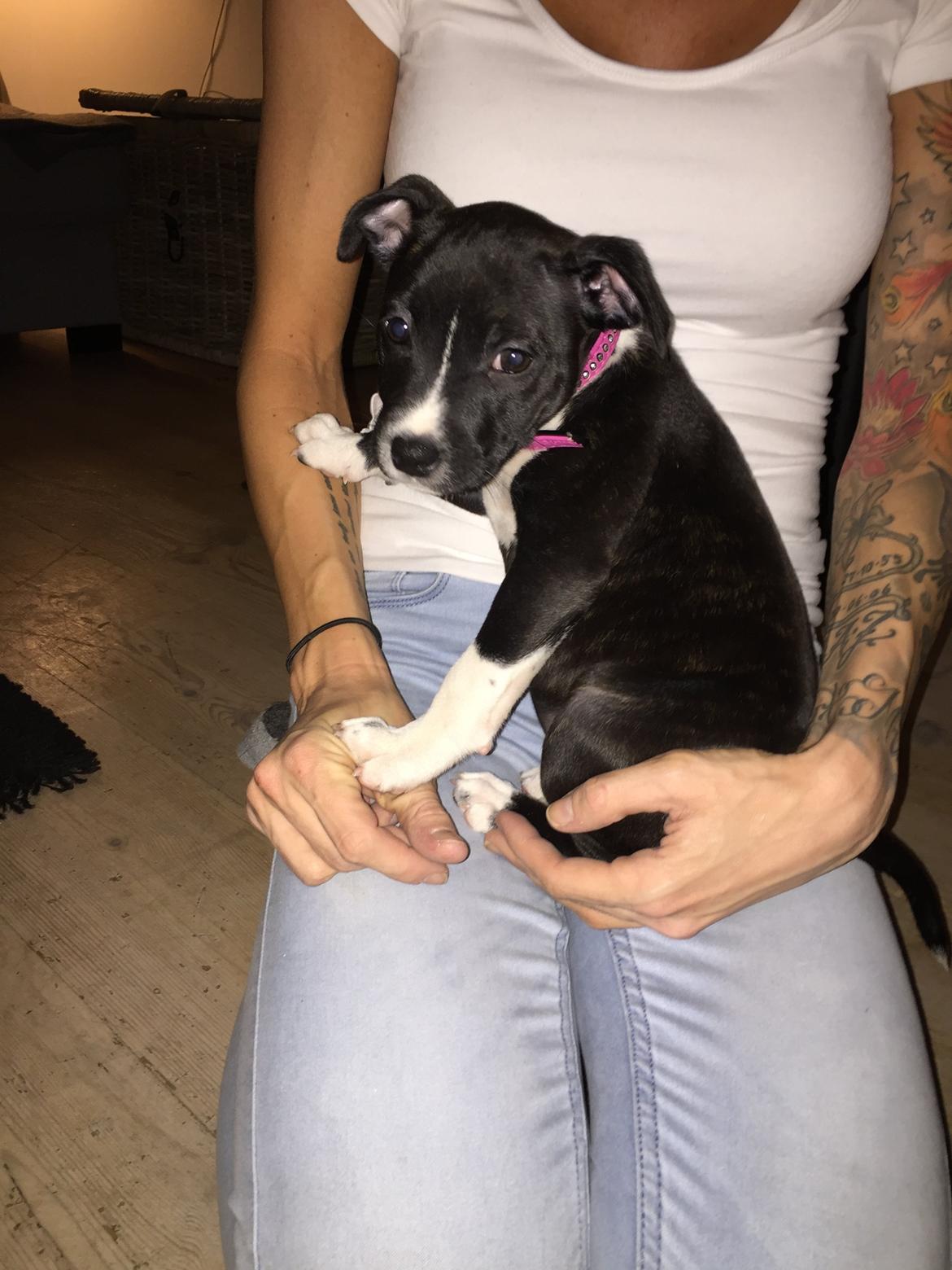 Staffordshire bull terrier Karla billede 25