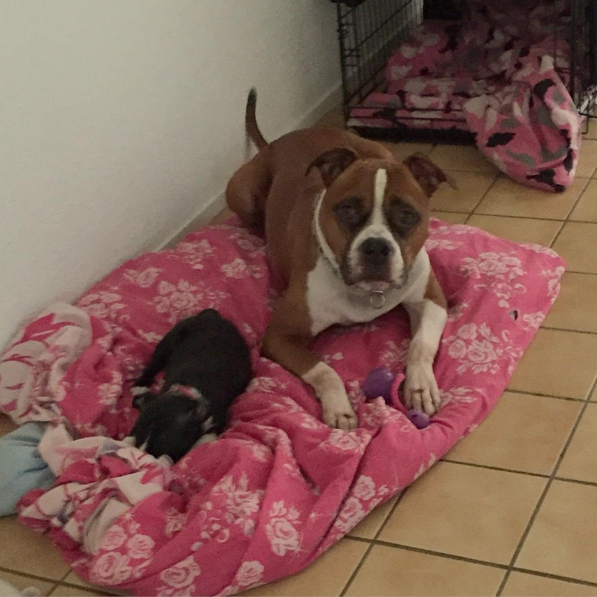 Staffordshire bull terrier Karla billede 28