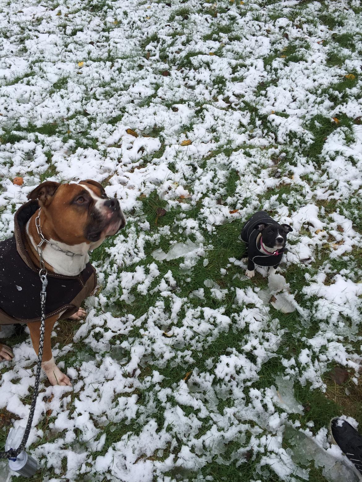 Staffordshire bull terrier Karla billede 29