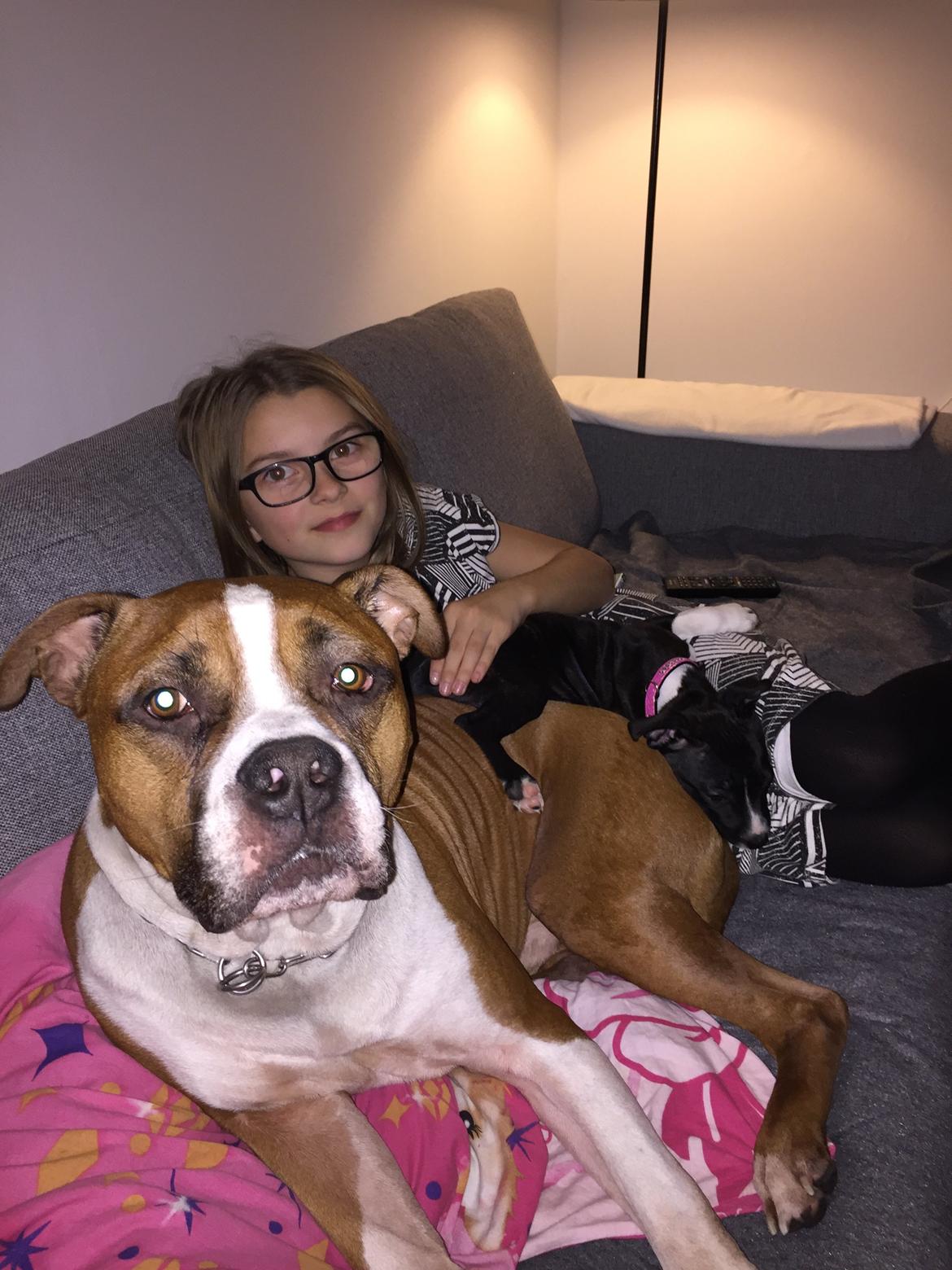 Staffordshire bull terrier Karla billede 30