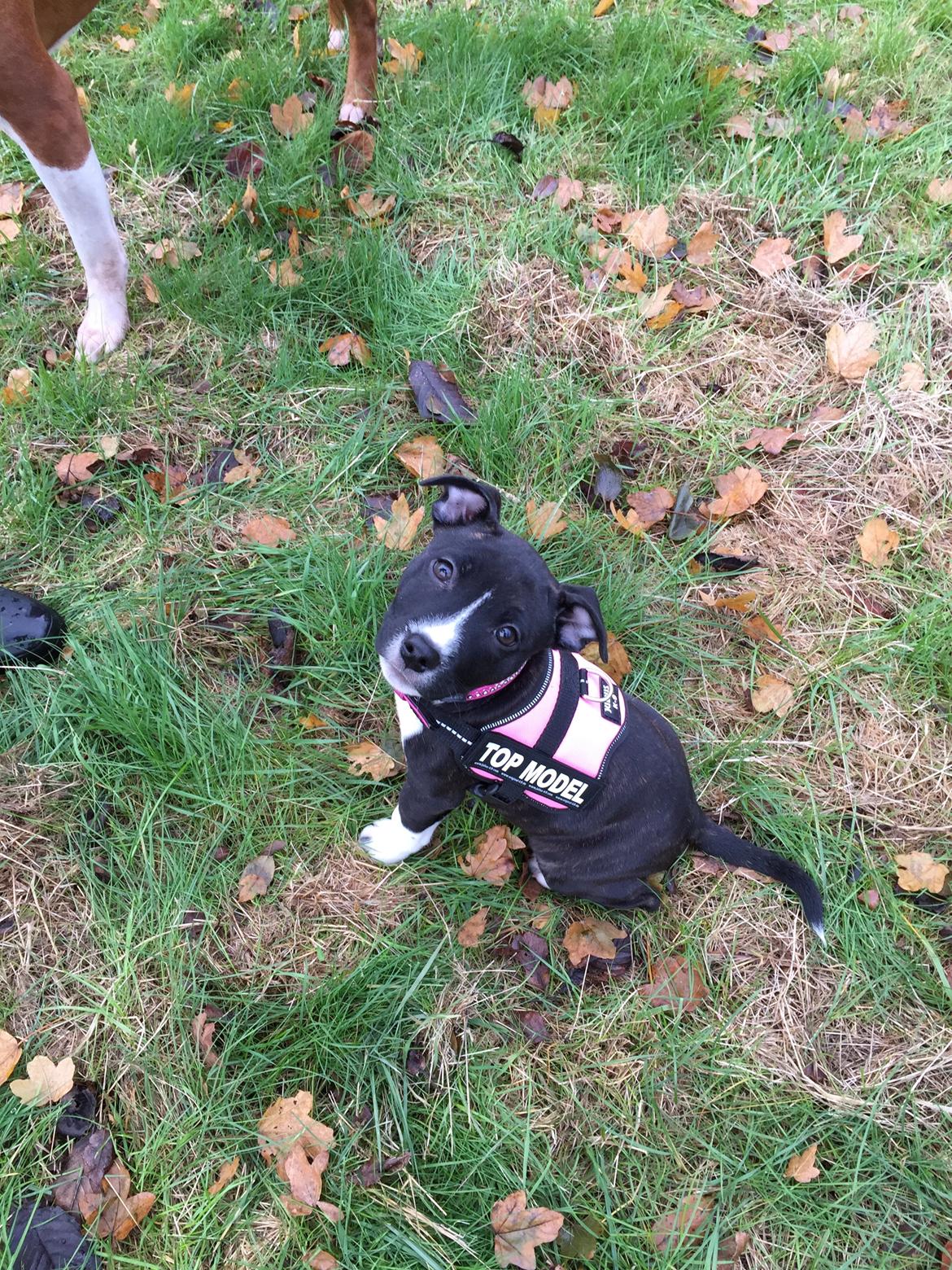 Staffordshire bull terrier Karla billede 31