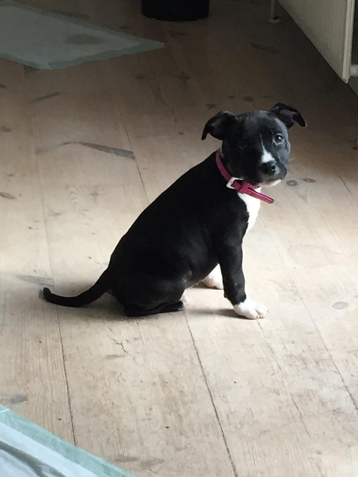 Staffordshire bull terrier Karla billede 27