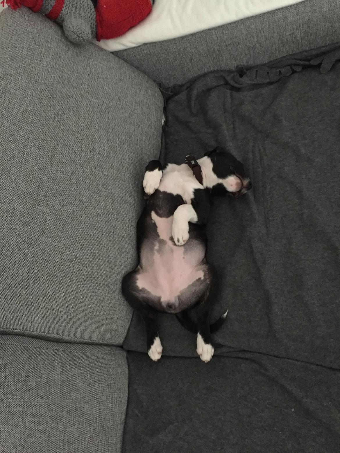 Staffordshire bull terrier Karla billede 38