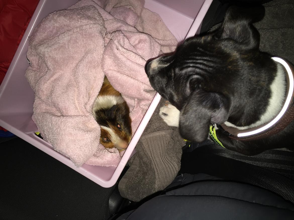 Staffordshire bull terrier Karla billede 39