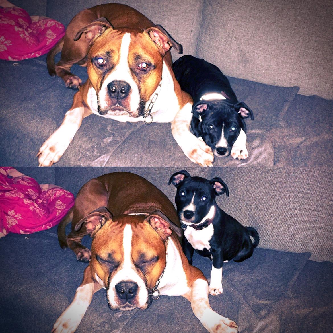 Staffordshire bull terrier Karla billede 40