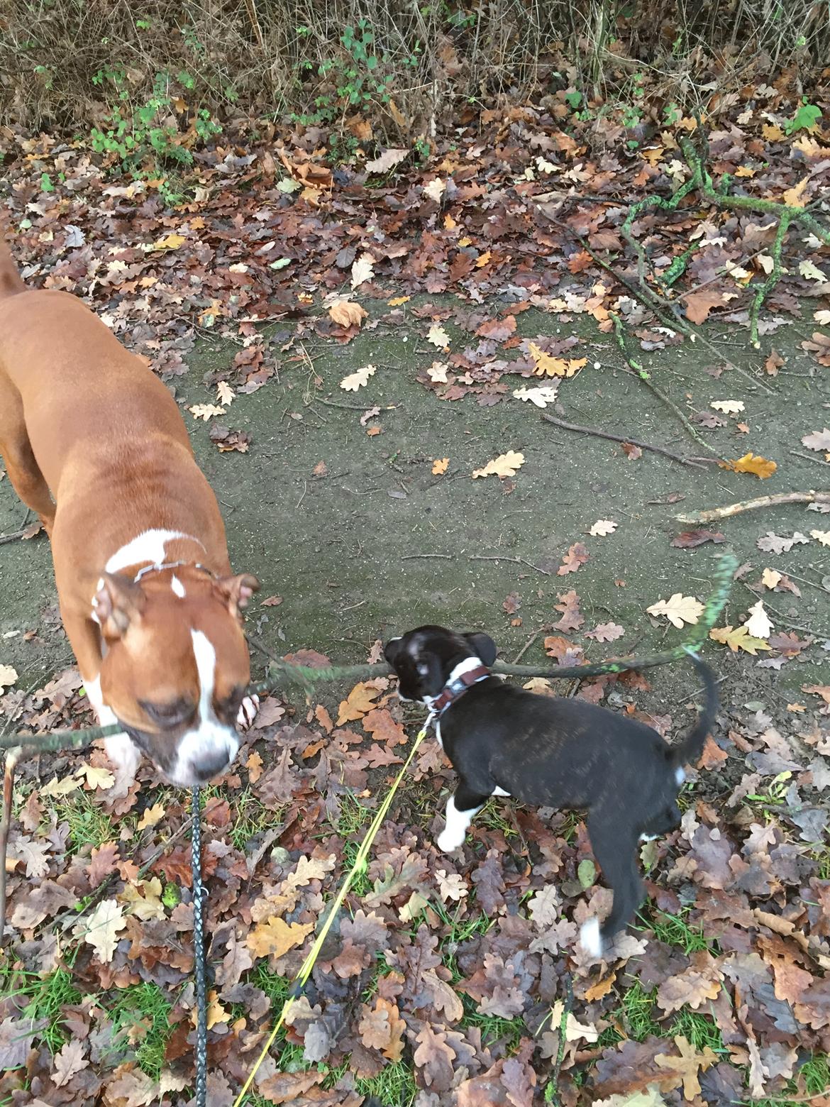 Staffordshire bull terrier Karla billede 41