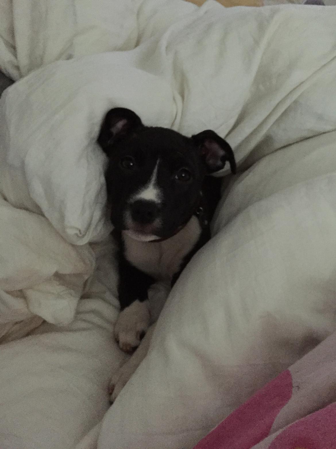 Staffordshire bull terrier Karla billede 42