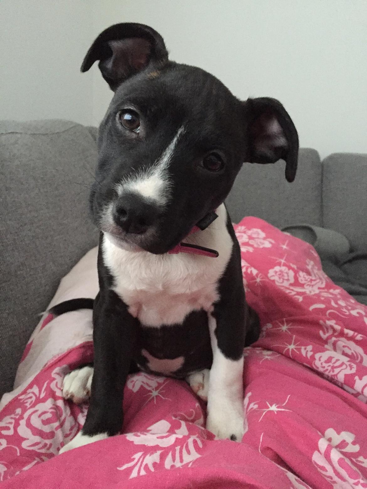 Staffordshire bull terrier Karla billede 37