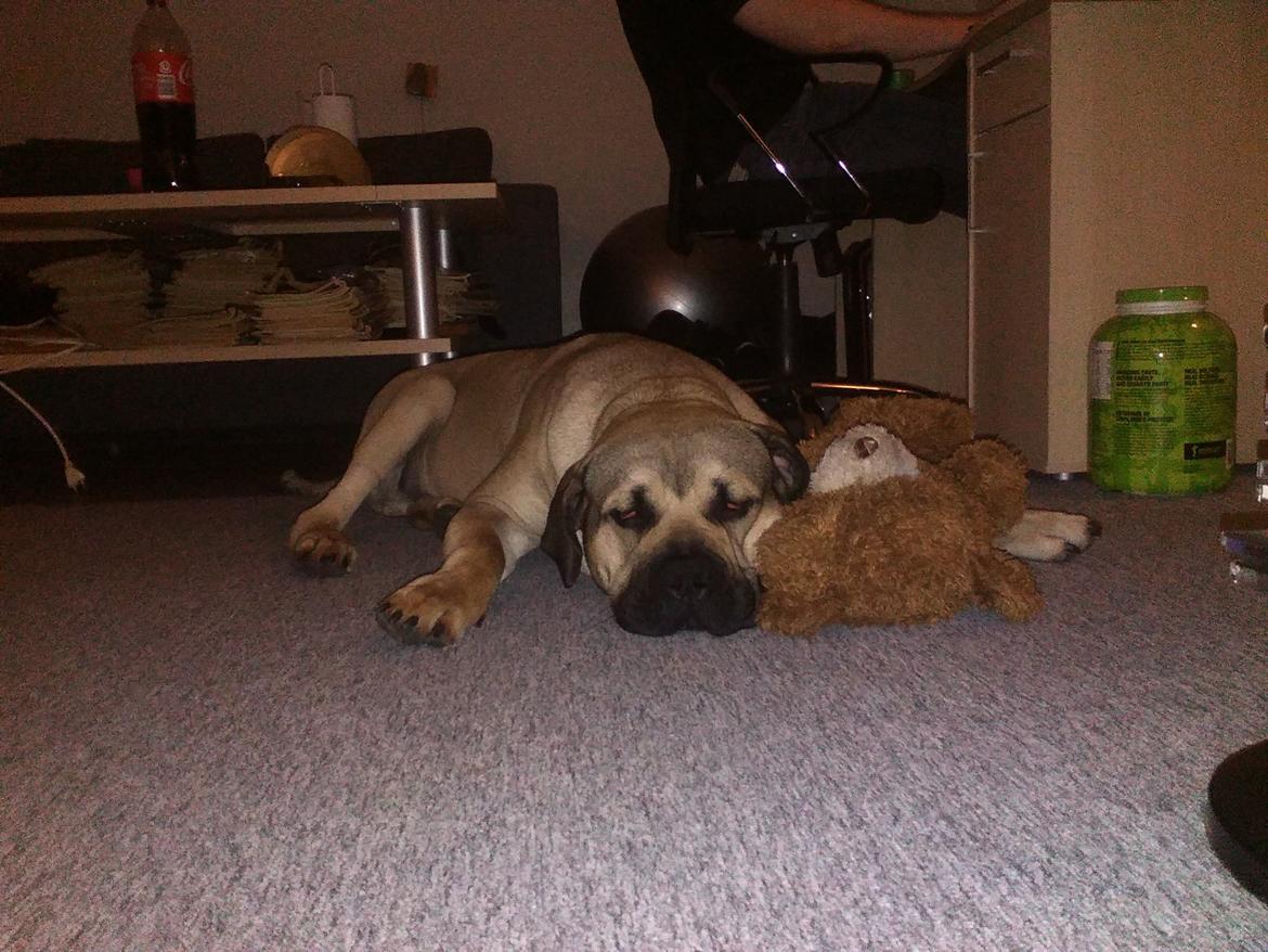 Perro de Presa Canario Rolf  - Rolf med sin elskede bamse :) billede 3