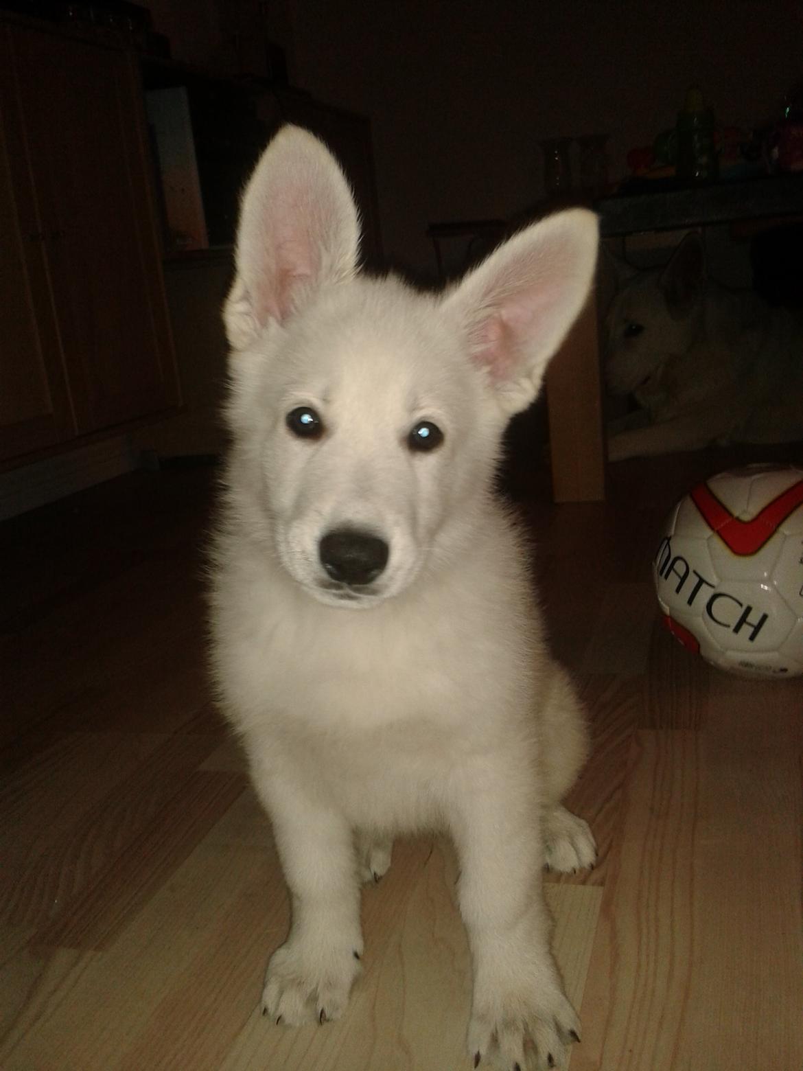 Hvid Schweizisk Hyrdehund Hinto van Suthwalda billede 1