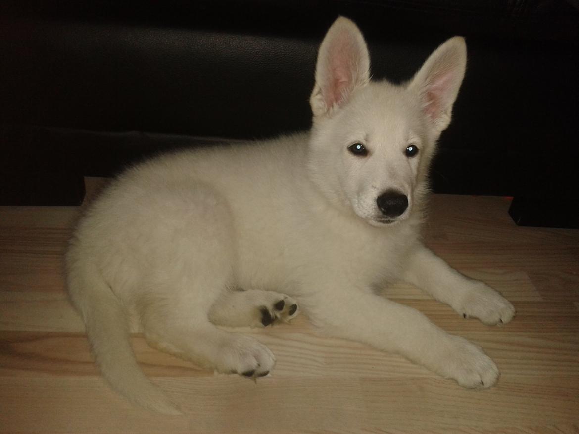 Hvid Schweizisk Hyrdehund Hinto van Suthwalda billede 2