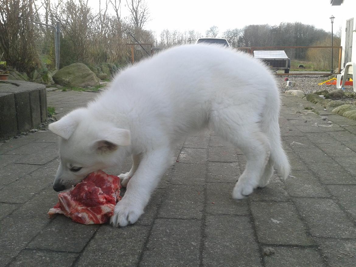 Hvid Schweizisk Hyrdehund Hinto van Suthwalda billede 3