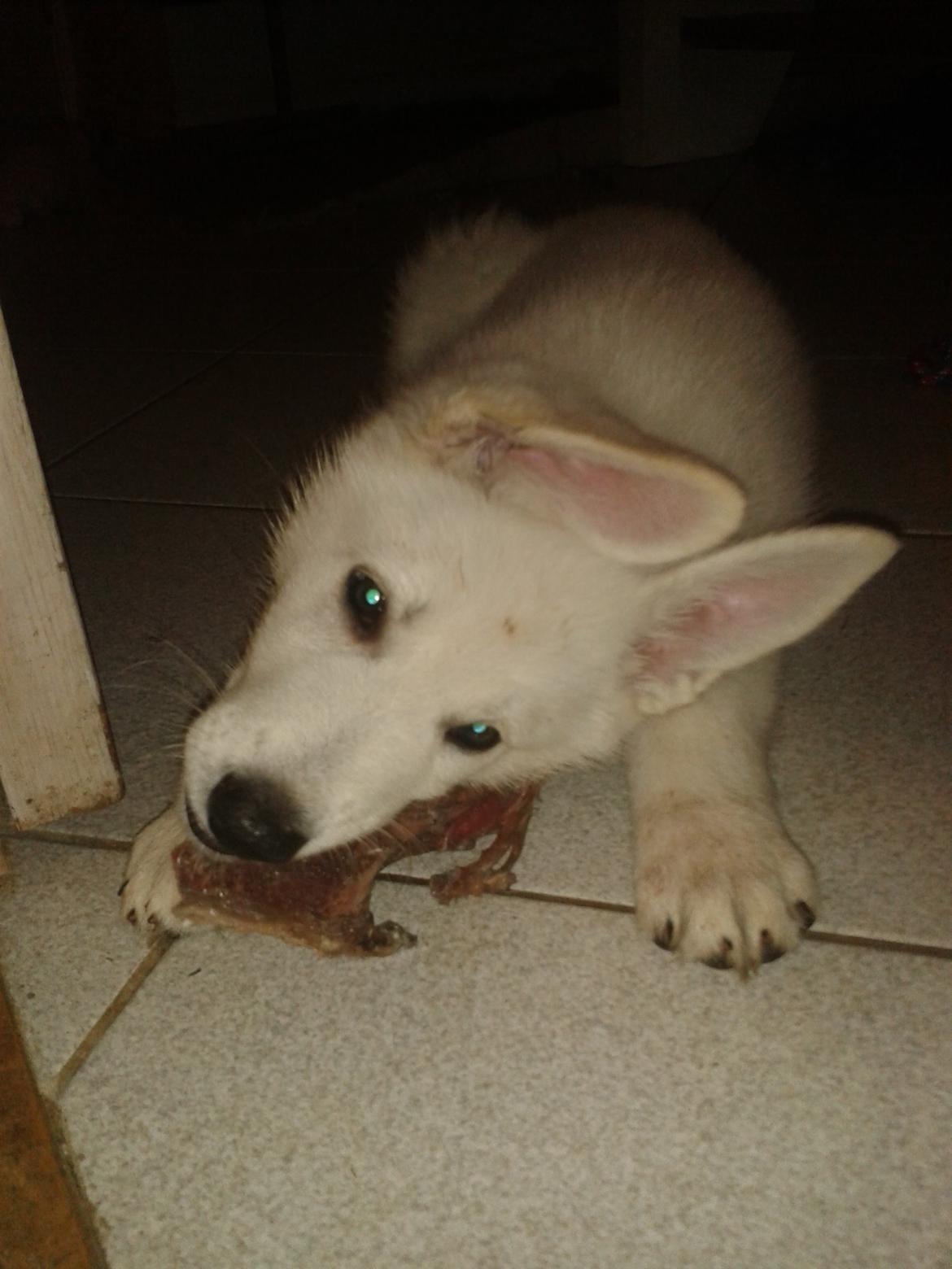 Hvid Schweizisk Hyrdehund Hinto van Suthwalda billede 4