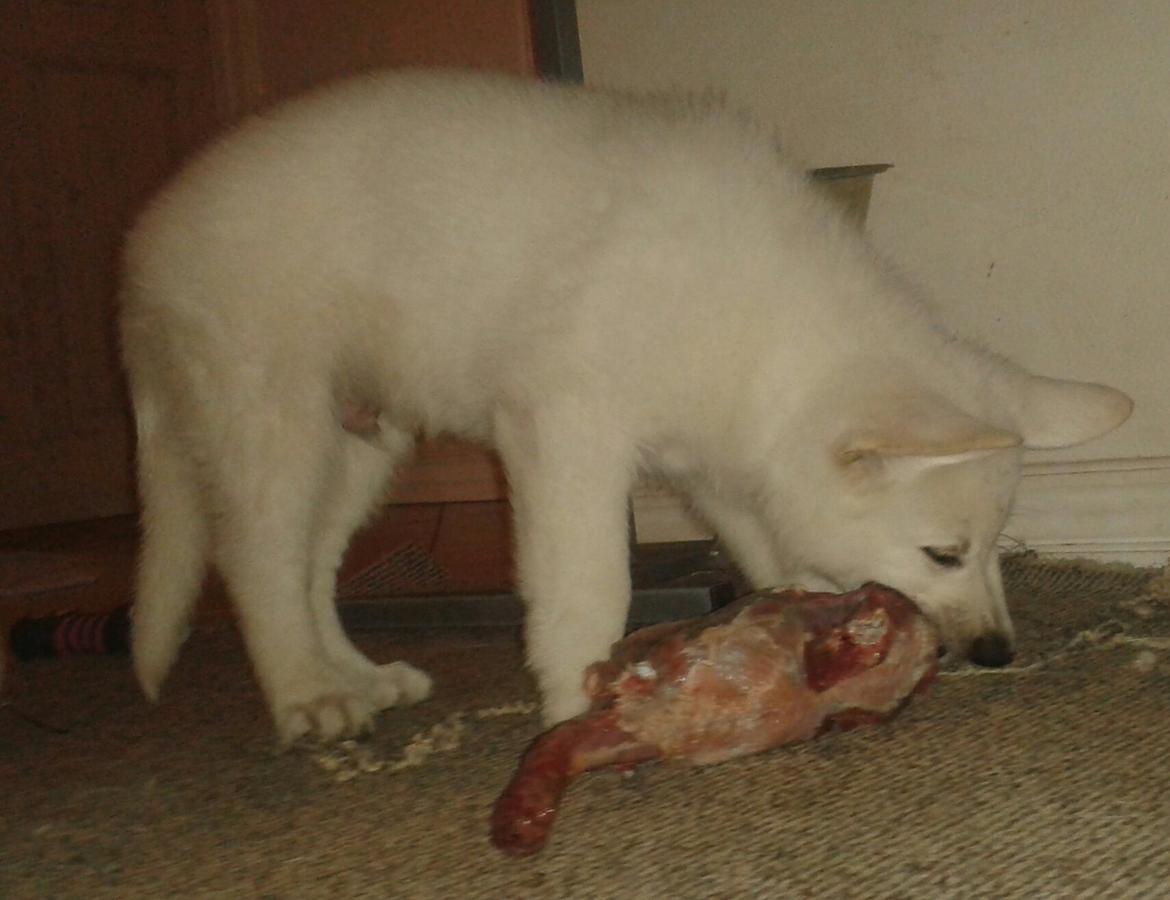 Hvid Schweizisk Hyrdehund Hinto van Suthwalda billede 5