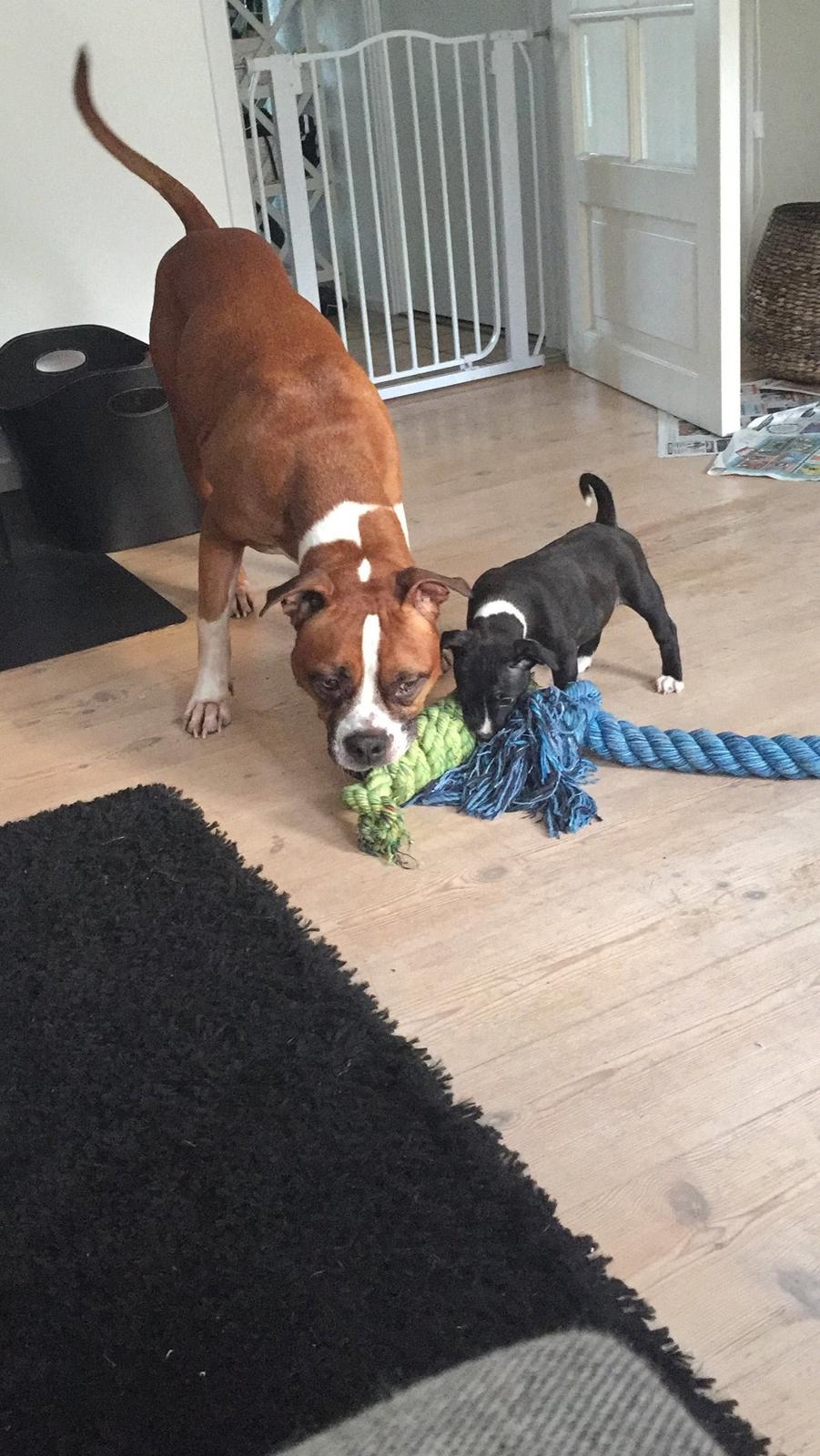 Staffordshire bull terrier Karla billede 22