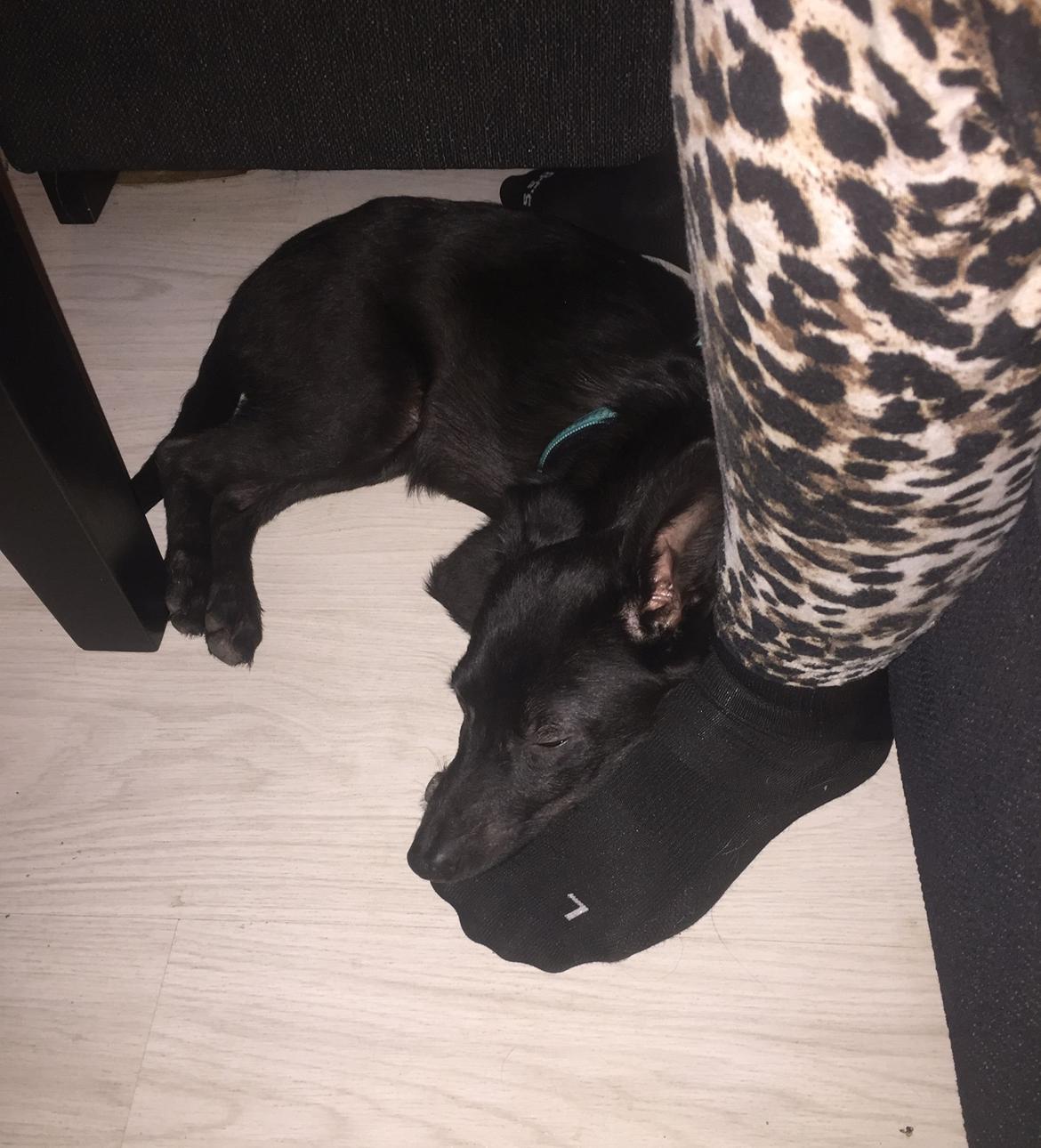 Blanding af racer Elvis - Dag 1, om aftenen. Meget træt billede 8