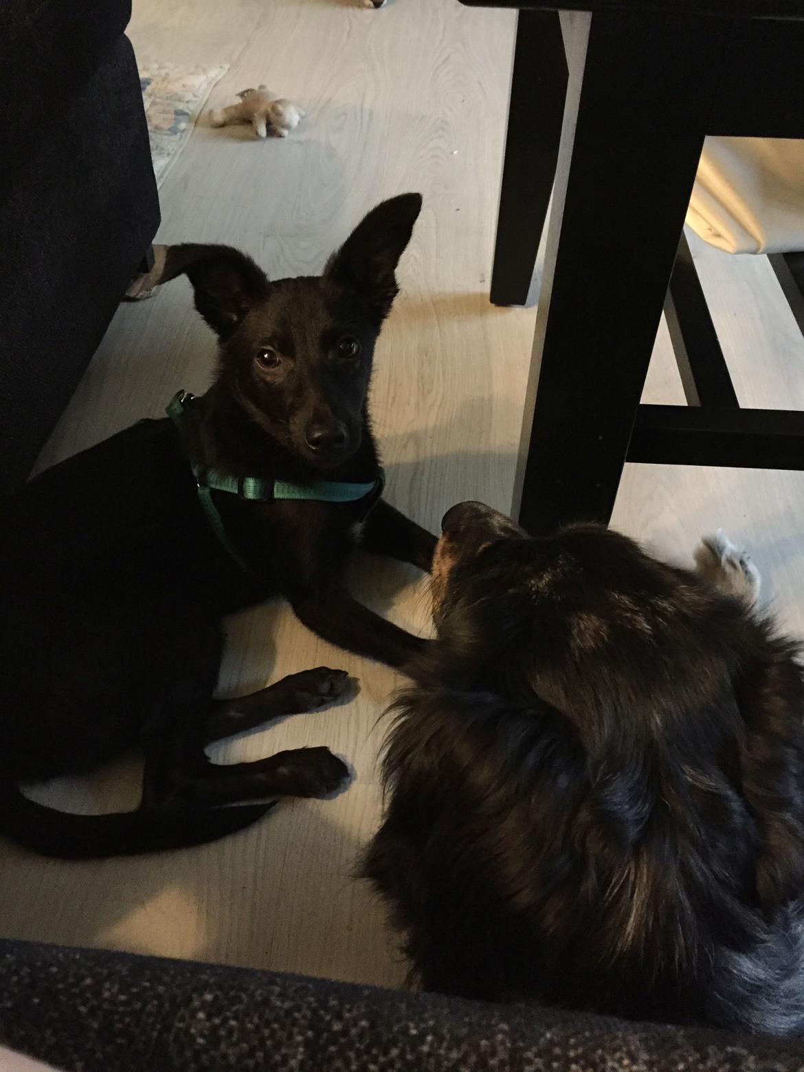 Blanding af racer Elvis - Dag 2, er ved at acceptere vores andre hunde rigtig godt billede 10