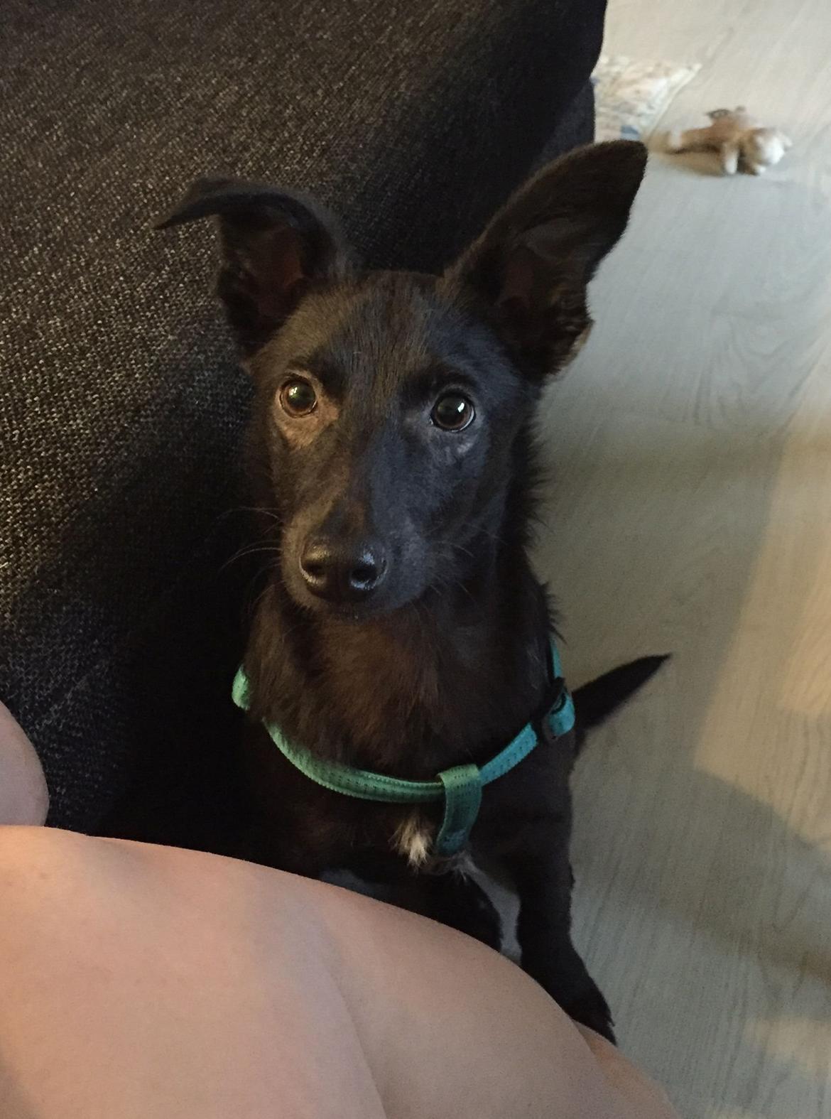 Blanding af racer Elvis - Dag 2, meget kontakt søgende billede 9