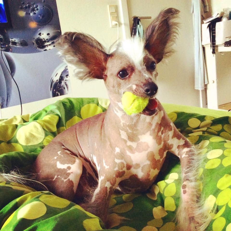 Chinese crested hårløs Spooky billede 37