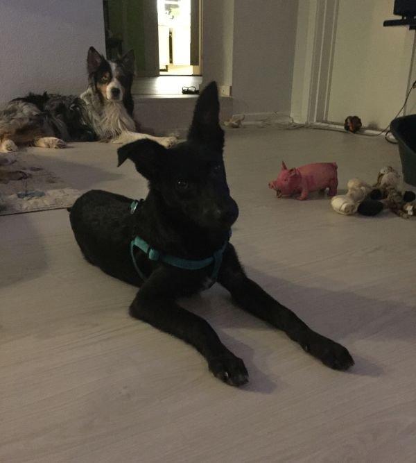 Blanding af racer Elvis billede 12