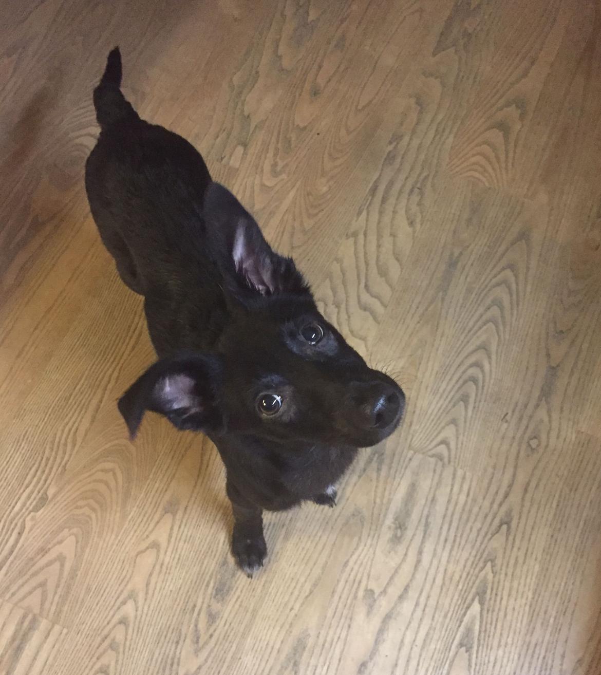 Blanding af racer Elvis billede 13