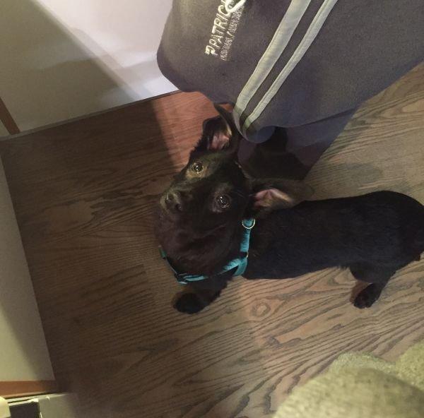 Blanding af racer Elvis billede 11