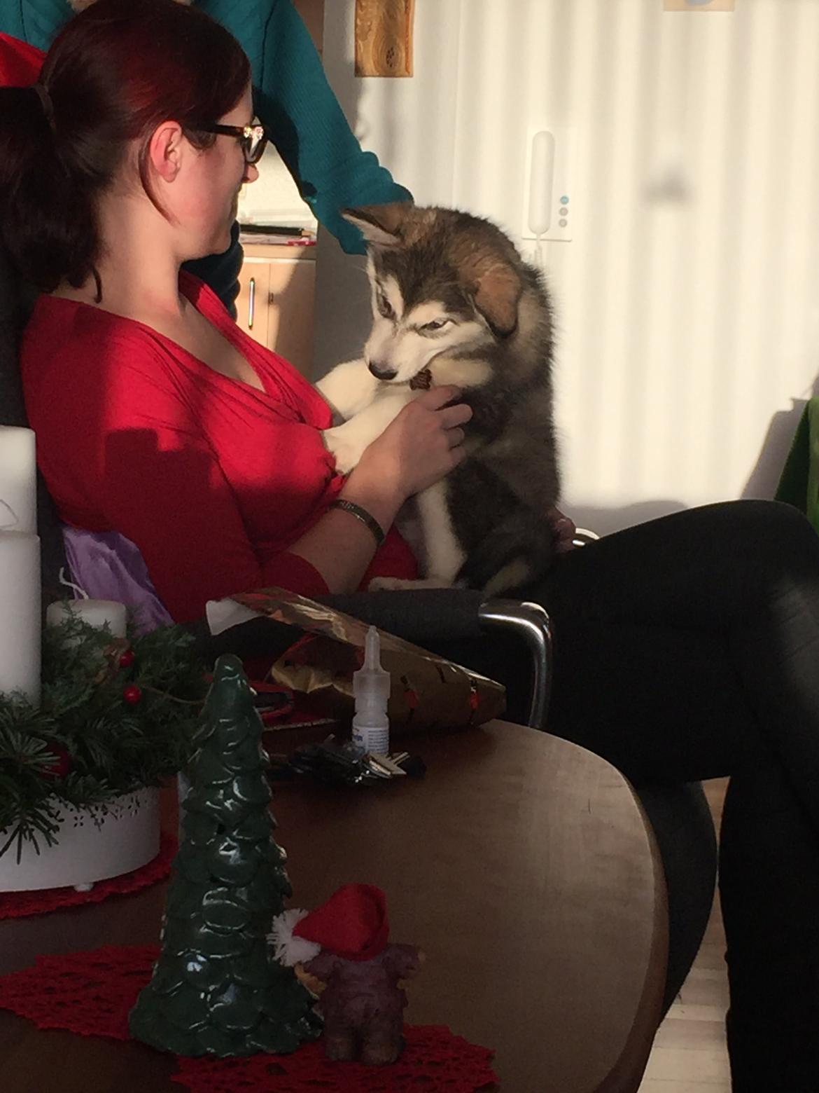 Alaskan malamute Shiva billede 7