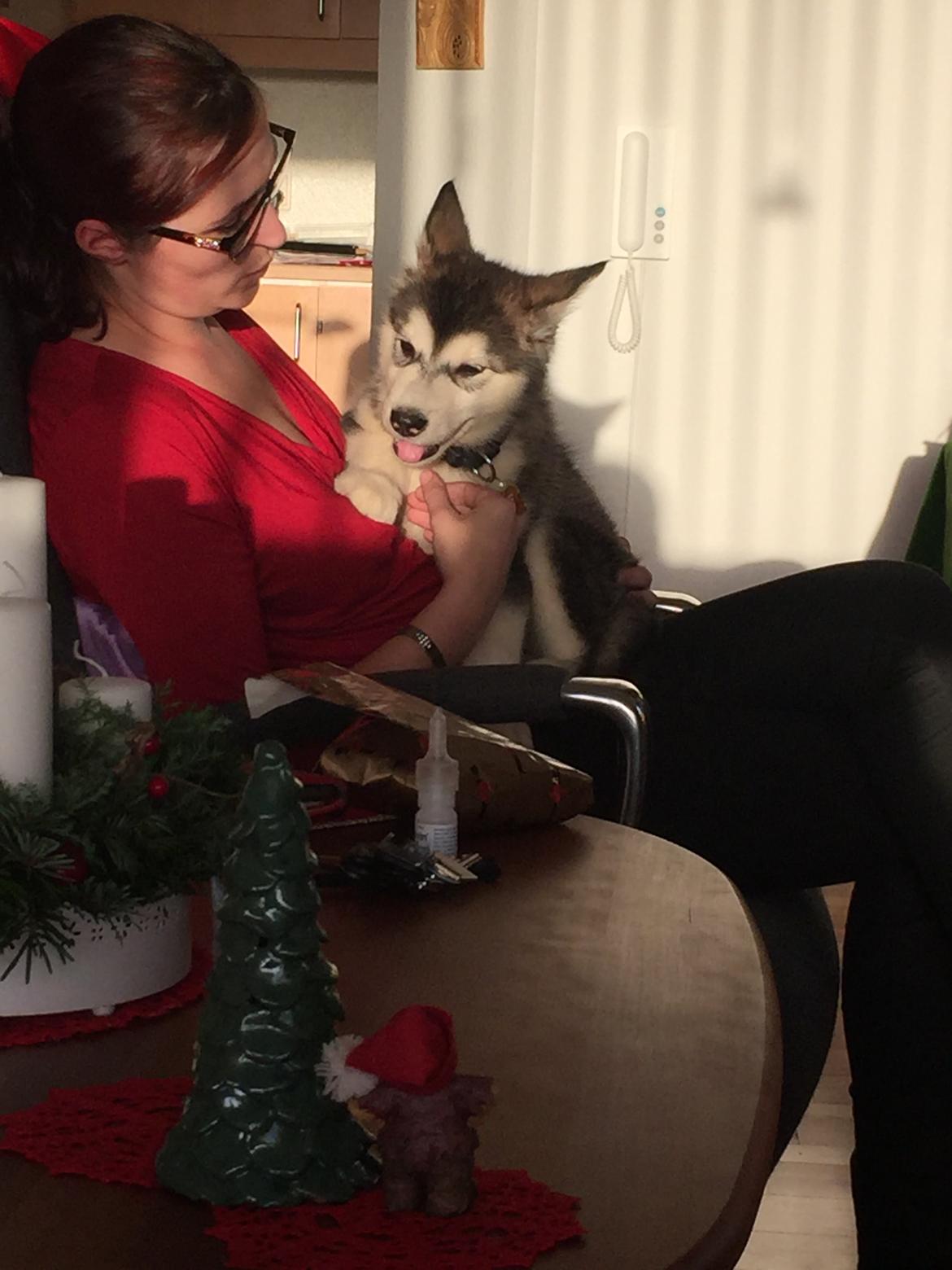 Alaskan malamute Shiva billede 8