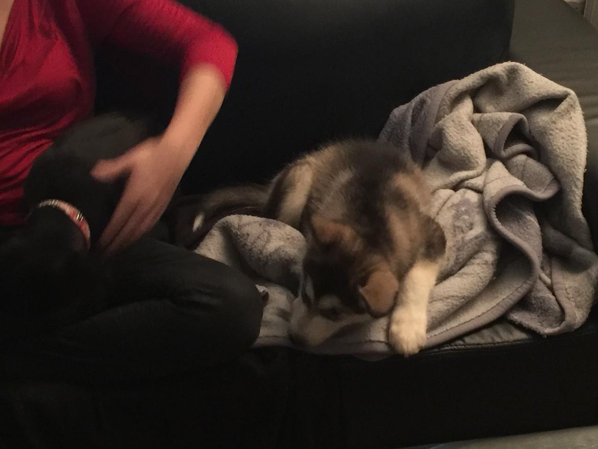 Alaskan malamute Shiva billede 9