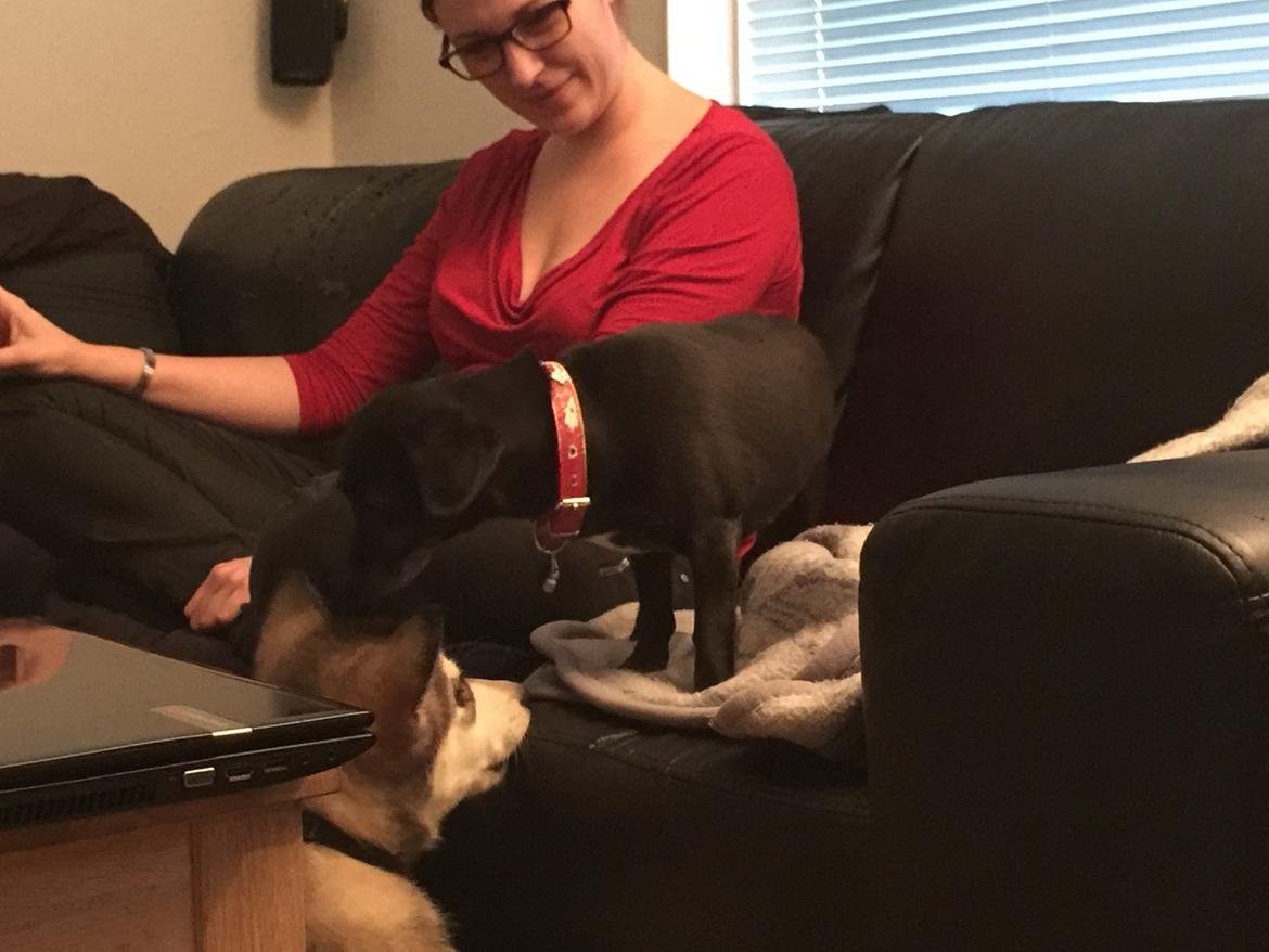 Alaskan malamute Shiva billede 10