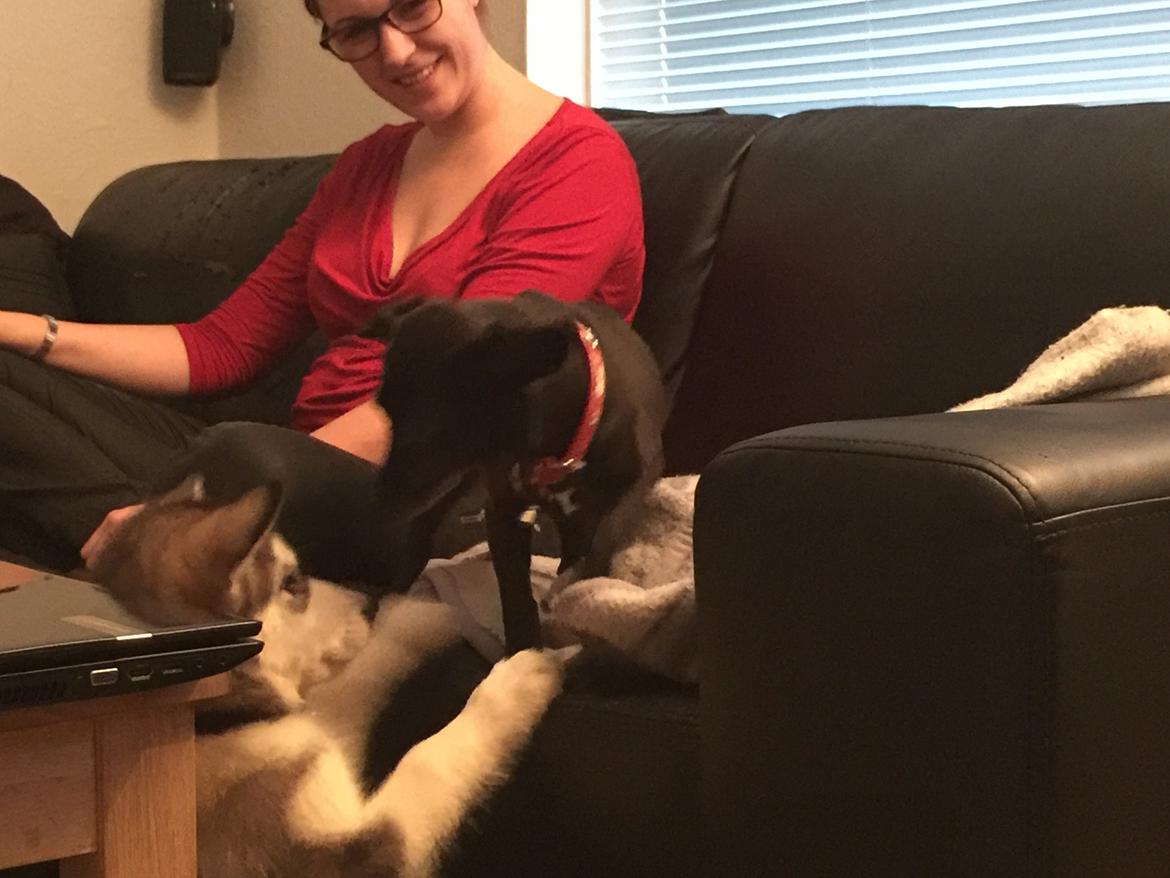 Alaskan malamute Shiva billede 11