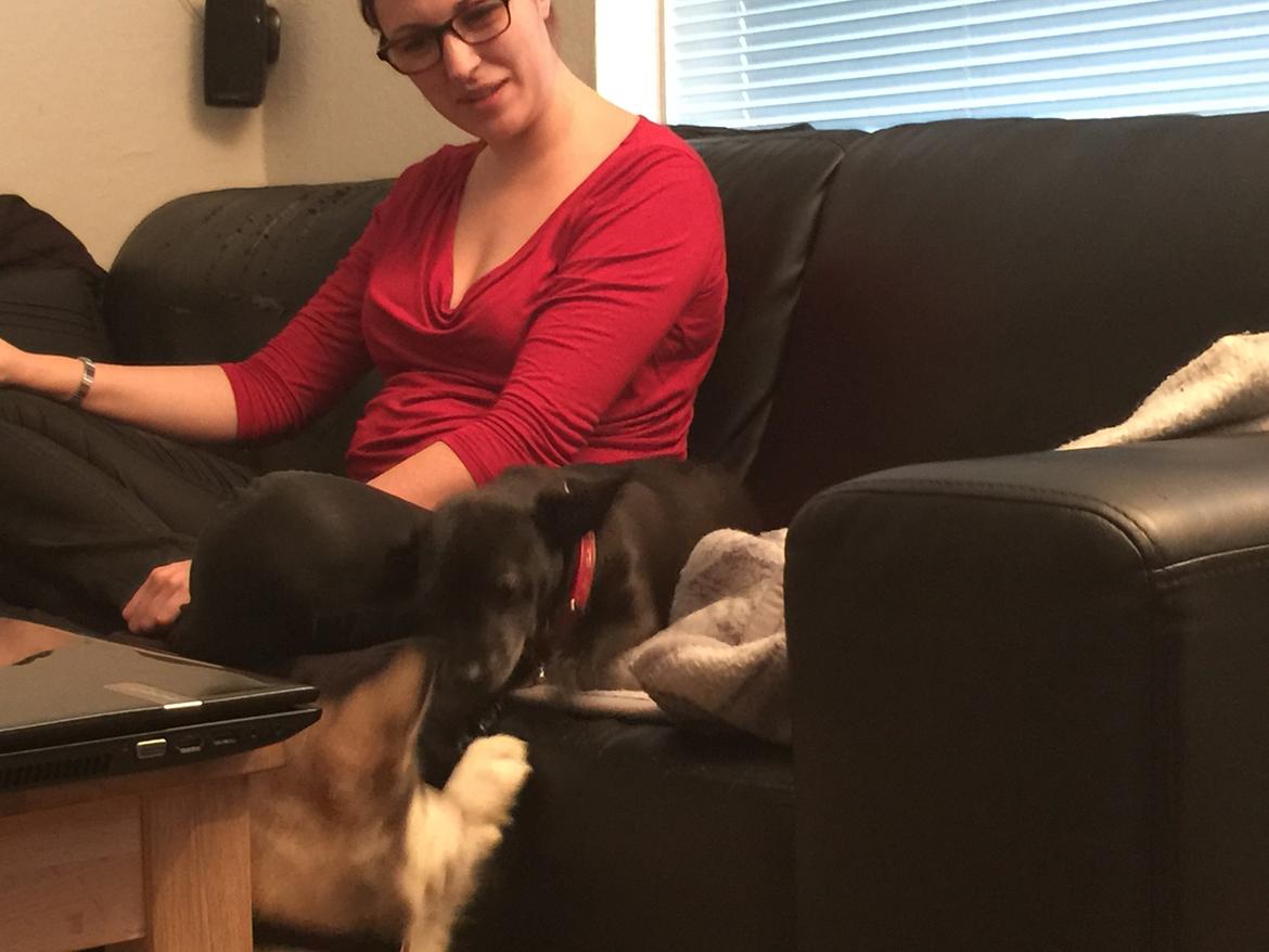 Alaskan malamute Shiva billede 12