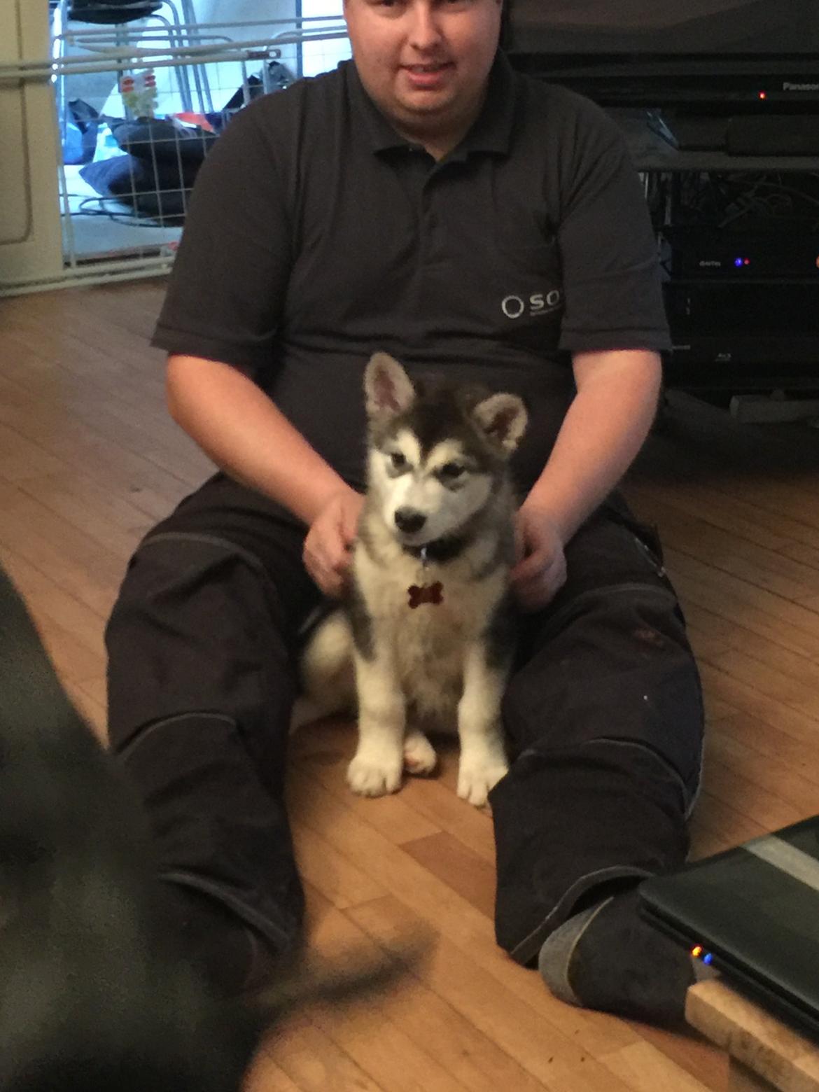 Alaskan malamute Shiva billede 13