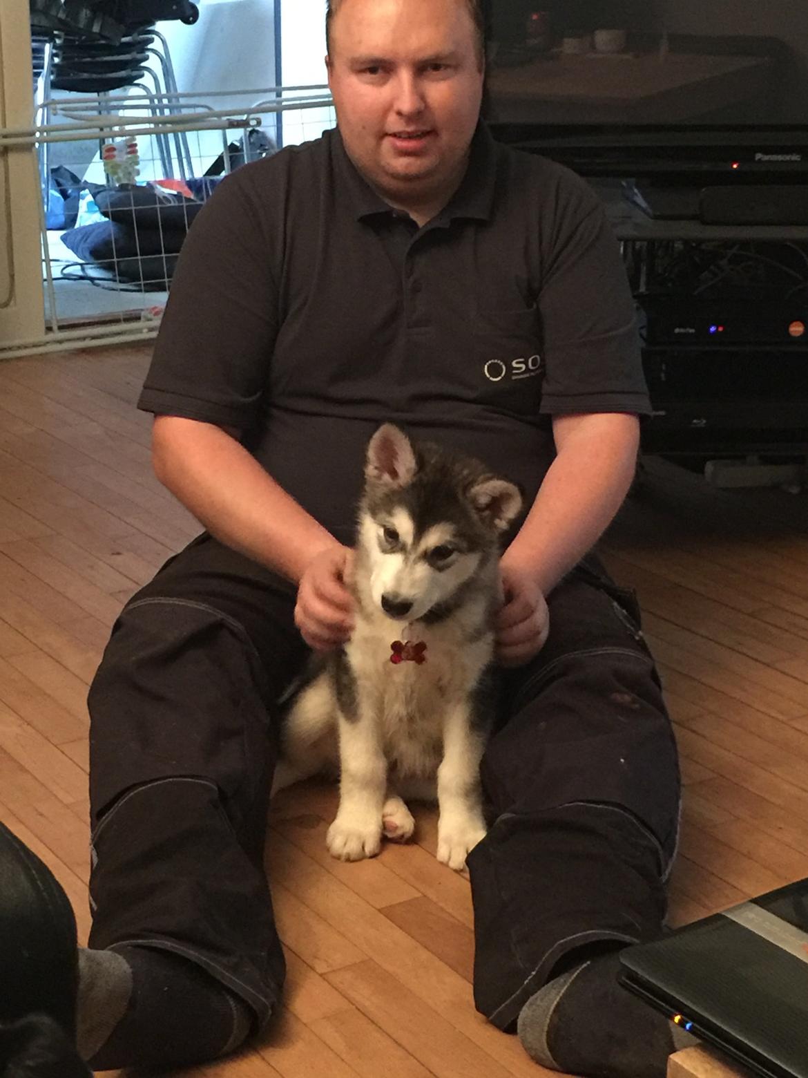 Alaskan malamute Shiva billede 14