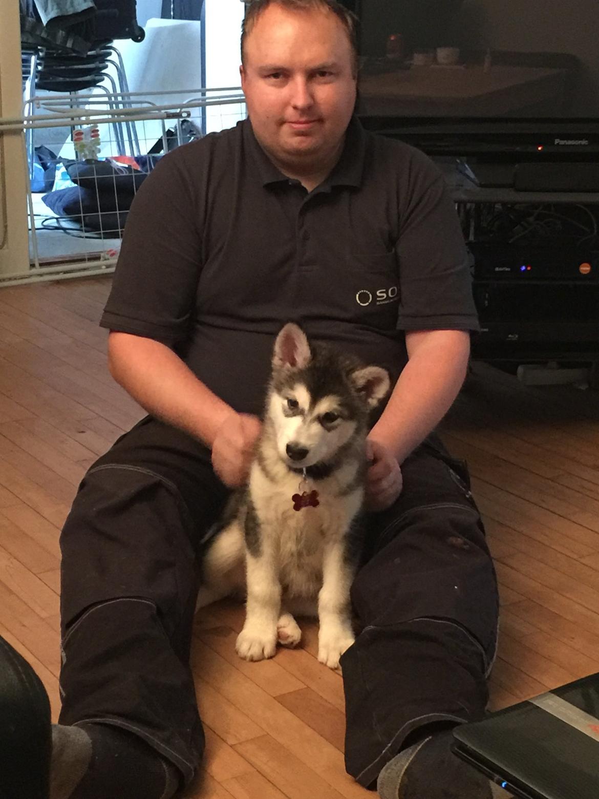 Alaskan malamute Shiva billede 15