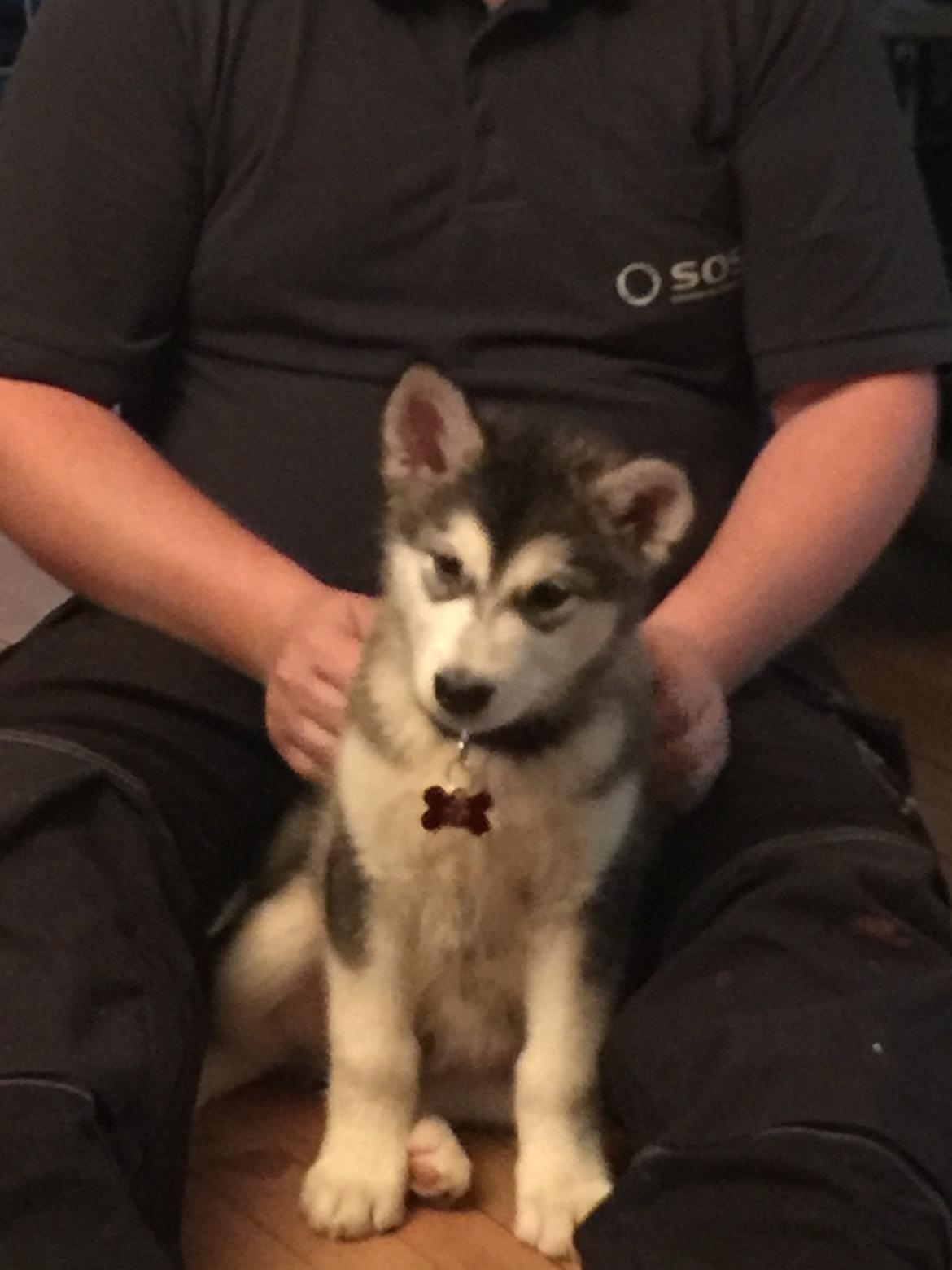 Alaskan malamute Shiva billede 16