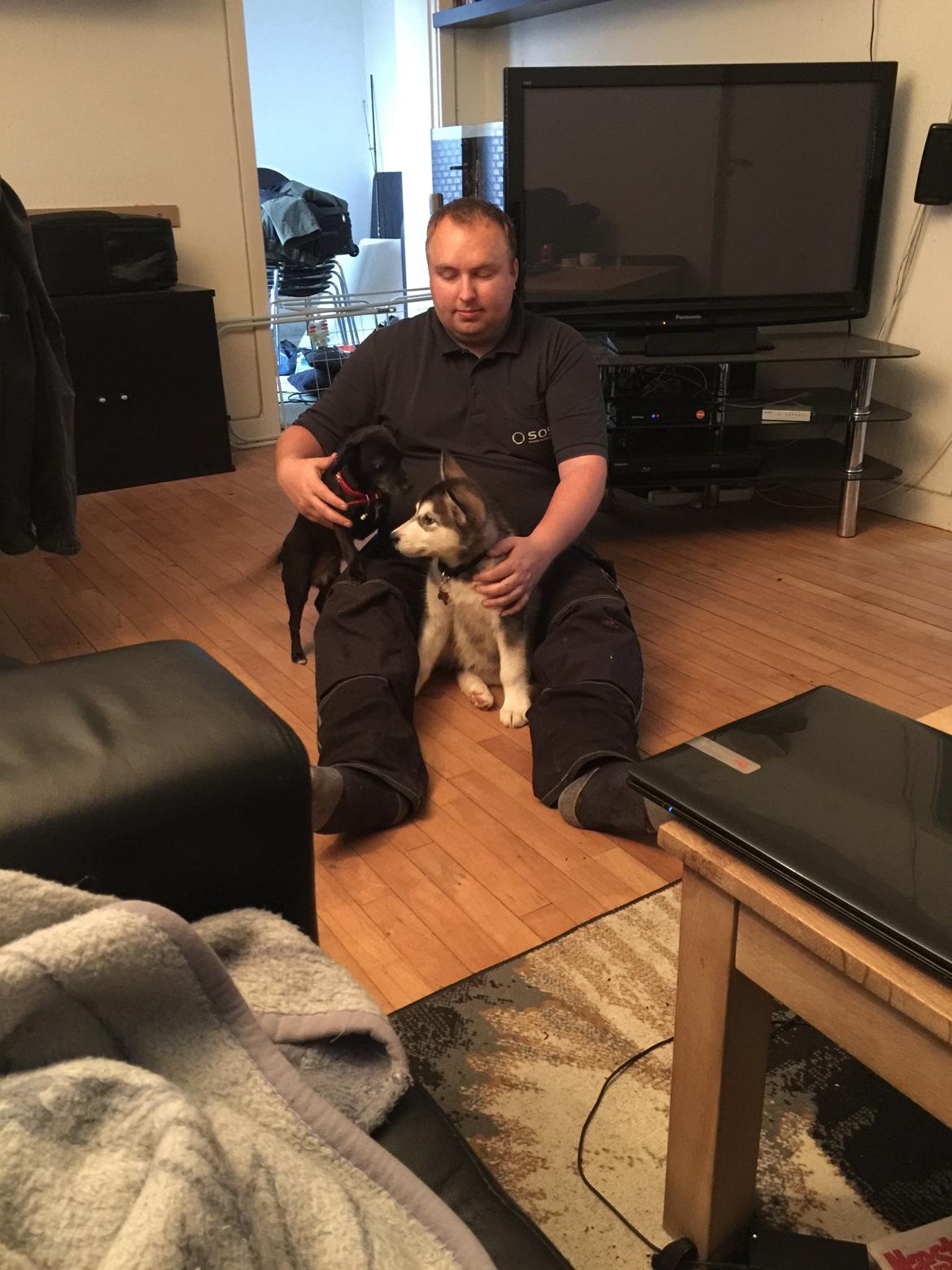 Alaskan malamute Shiva billede 17