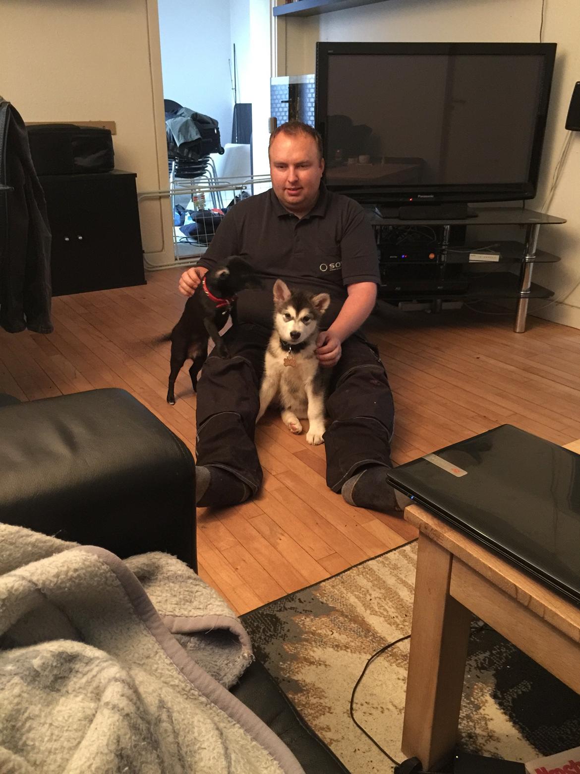 Alaskan malamute Shiva billede 5