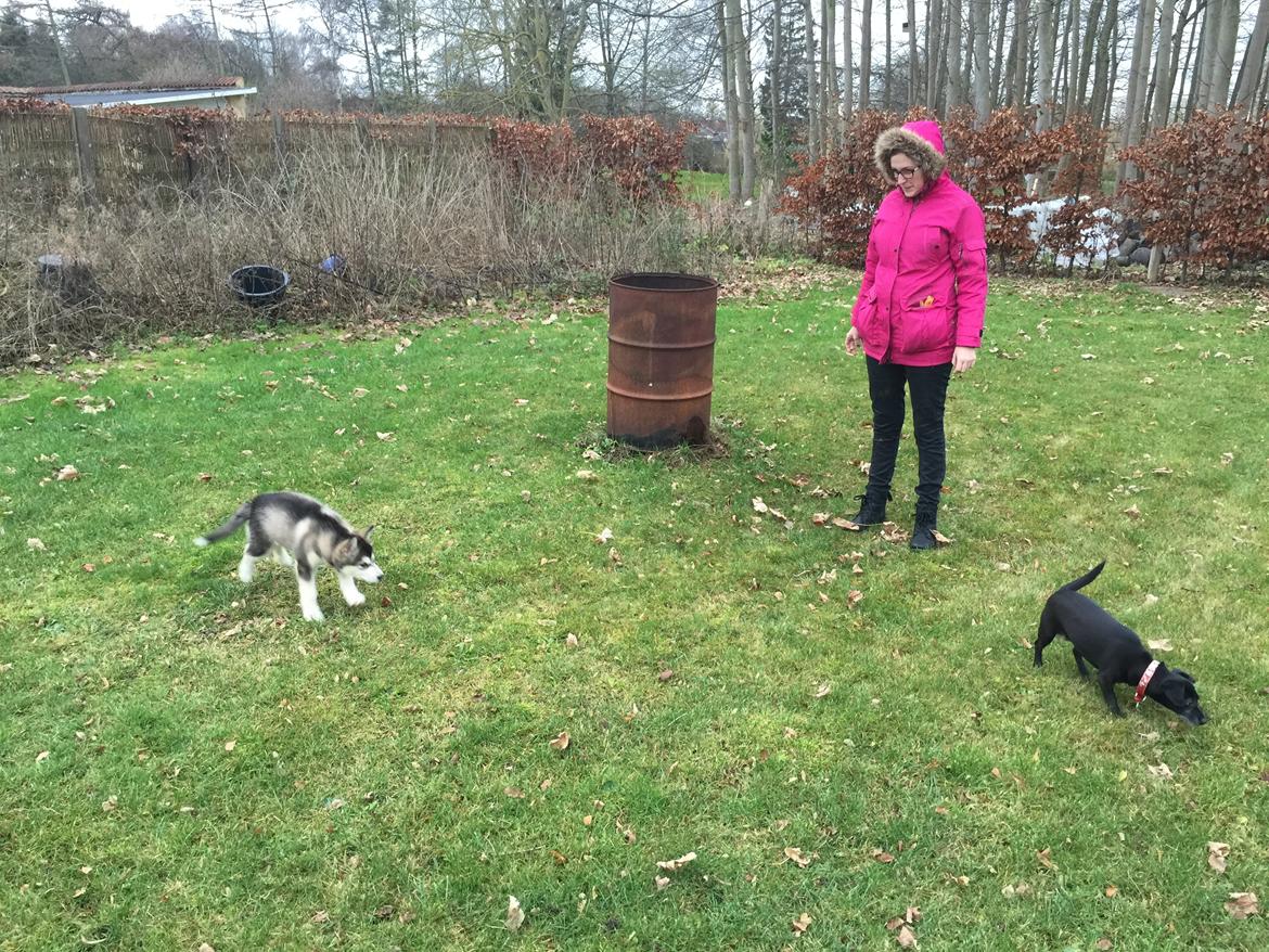 Alaskan malamute Shiva billede 18