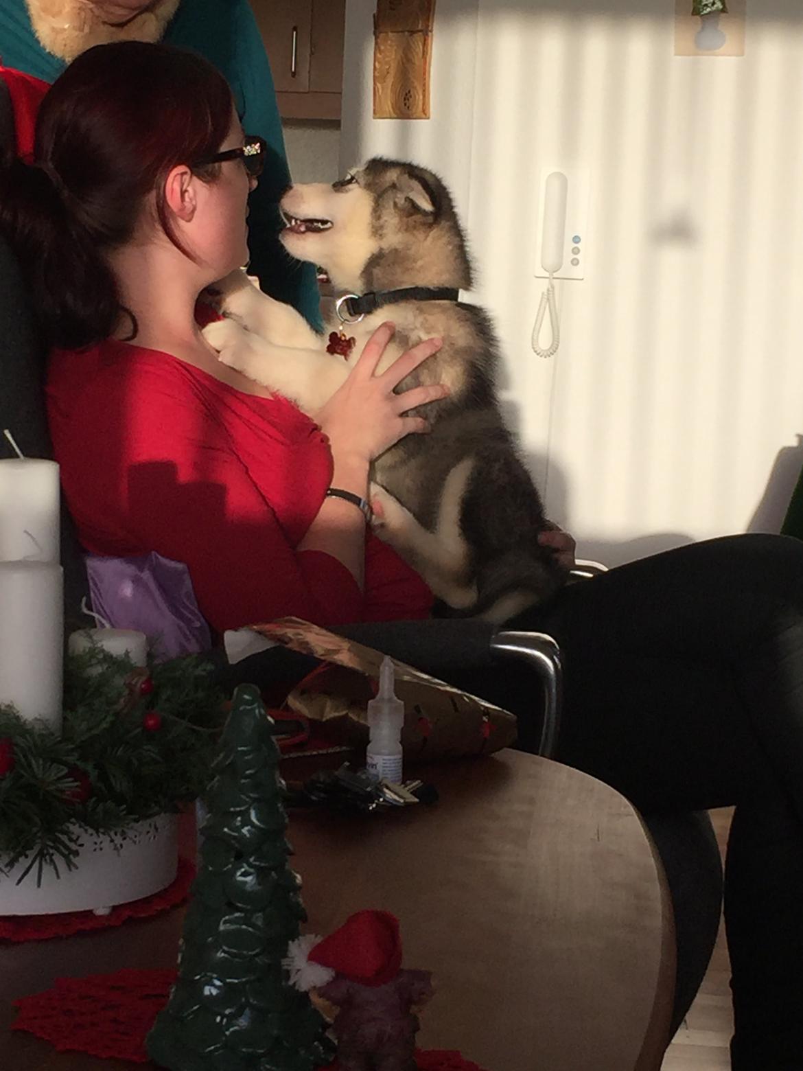 Alaskan malamute Shiva billede 6