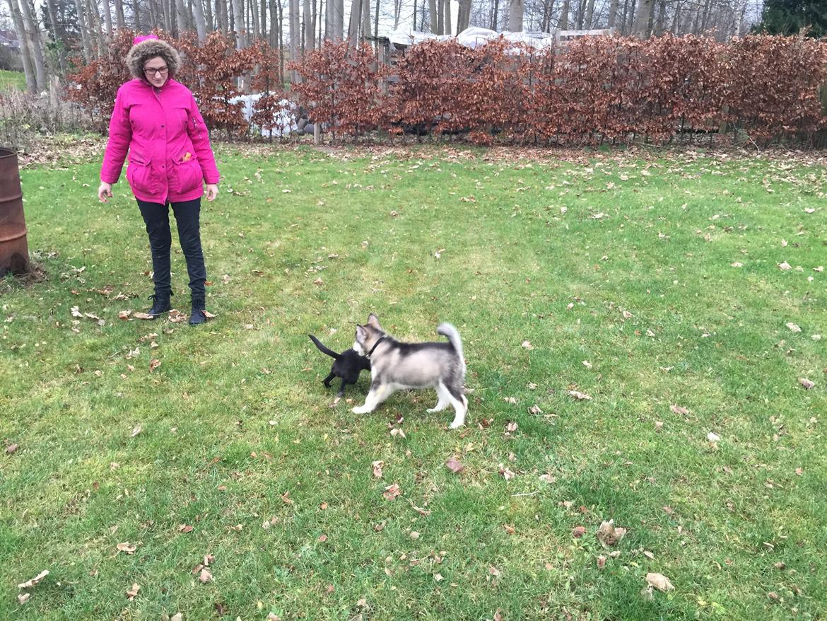 Alaskan malamute Shiva billede 19