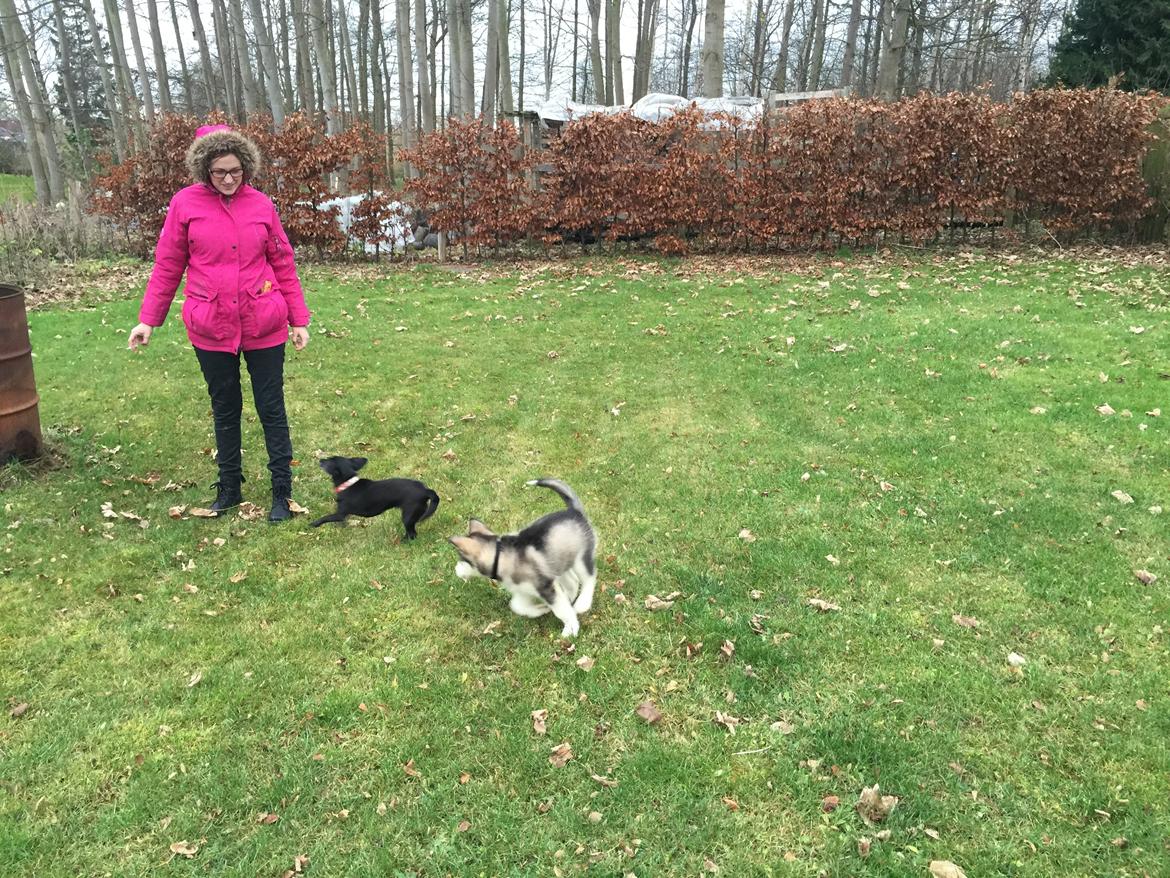 Alaskan malamute Shiva billede 21