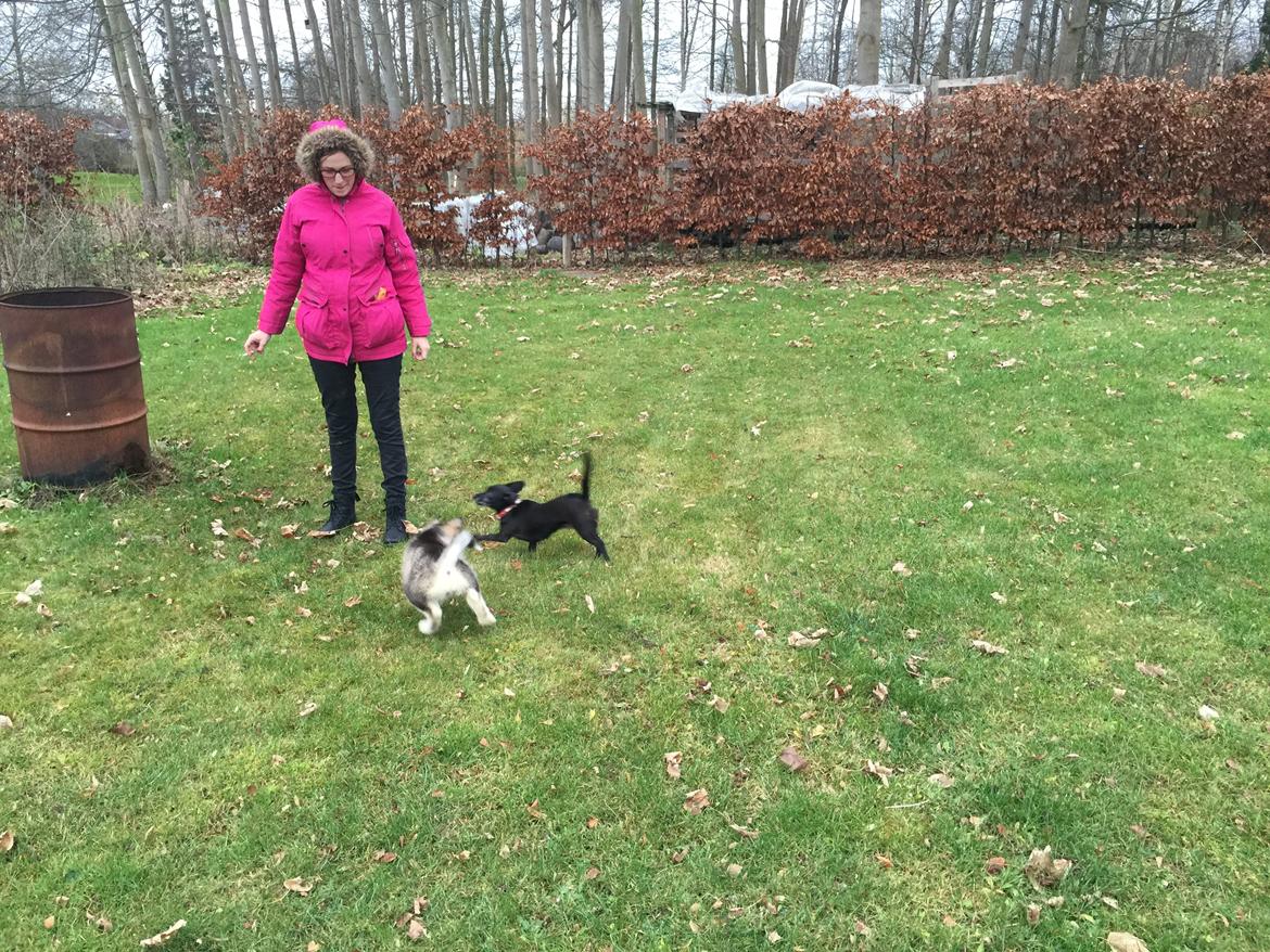 Alaskan malamute Shiva billede 22